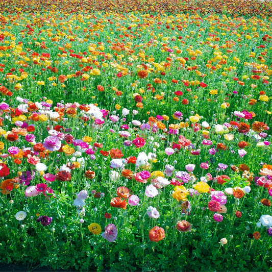 Sowing Colour in the Cold