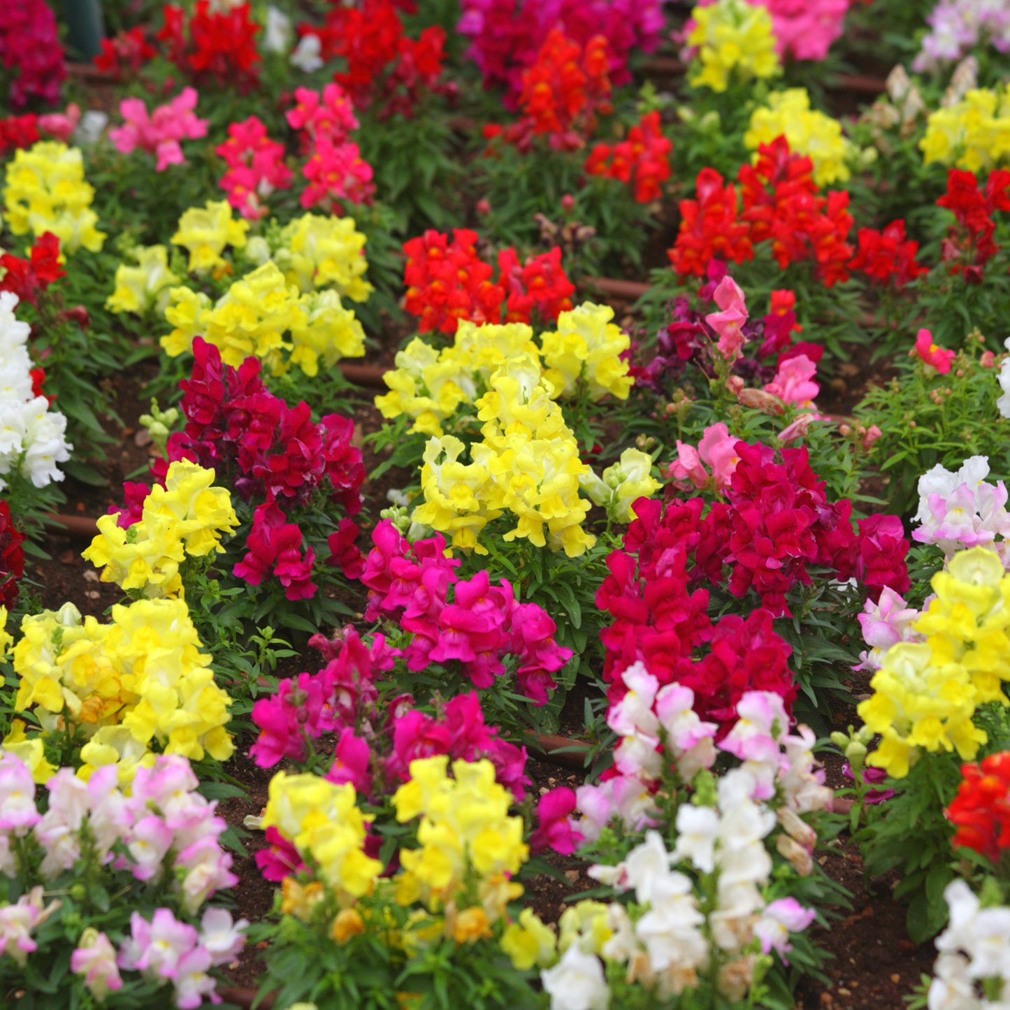 Antirrhinum Snapshot Mixture - Leeubekkies - 10 seeds
