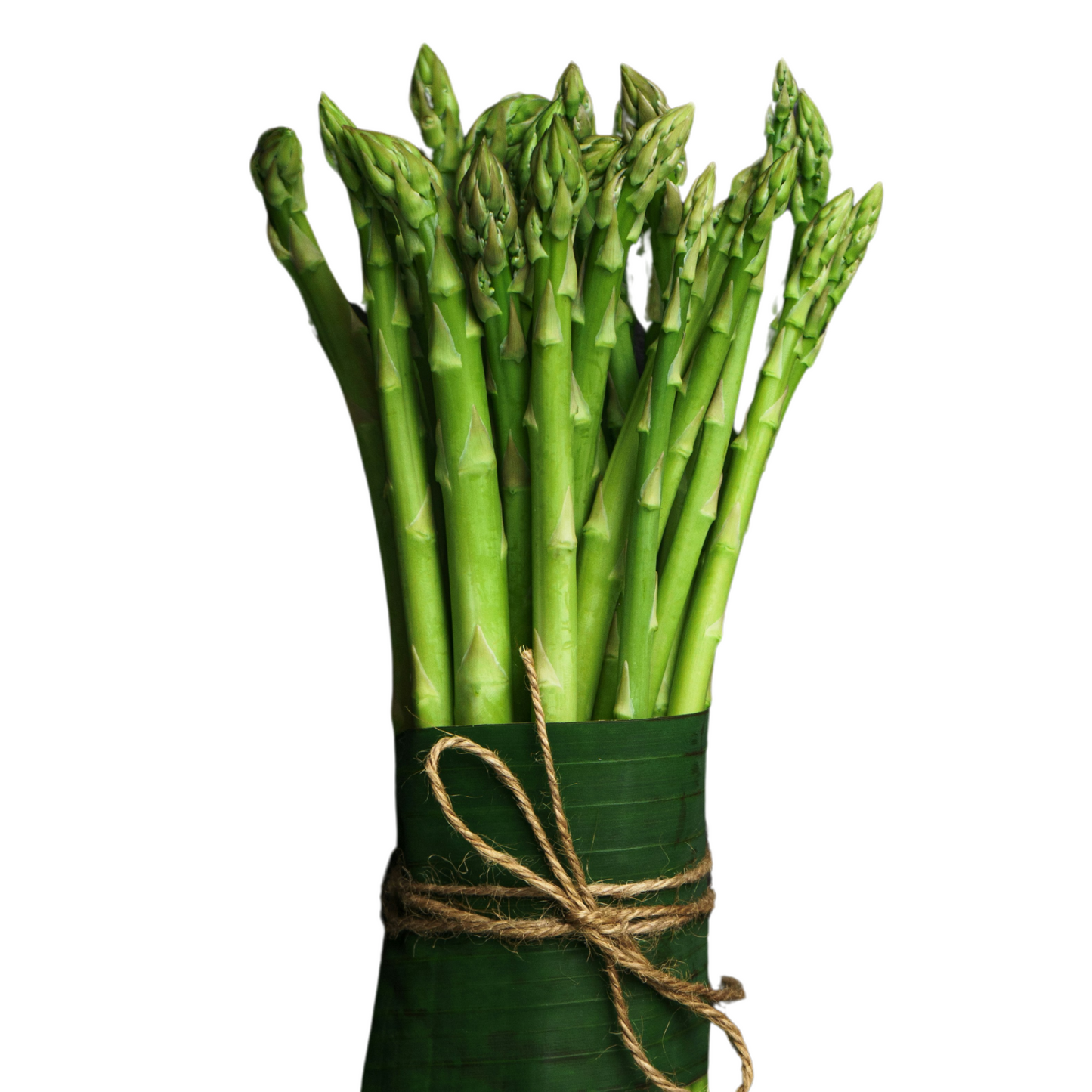 Asparagus UC157 F2 Hybrid - 10 Seeds