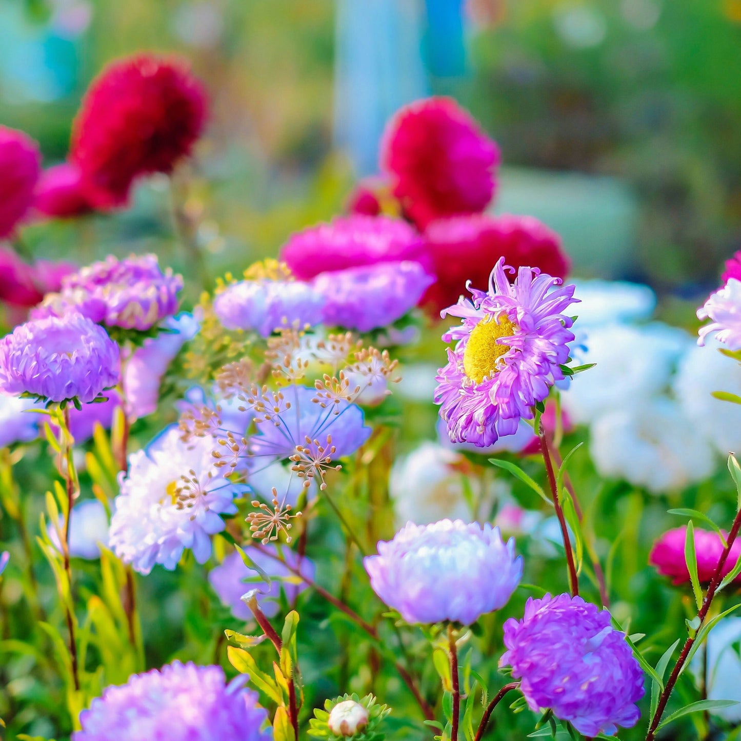 Aster Colour Carpet Mix - 20 Seeds