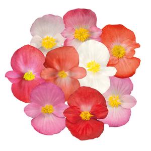 Begonia Sprint Maxi Plus - 10 Seeds