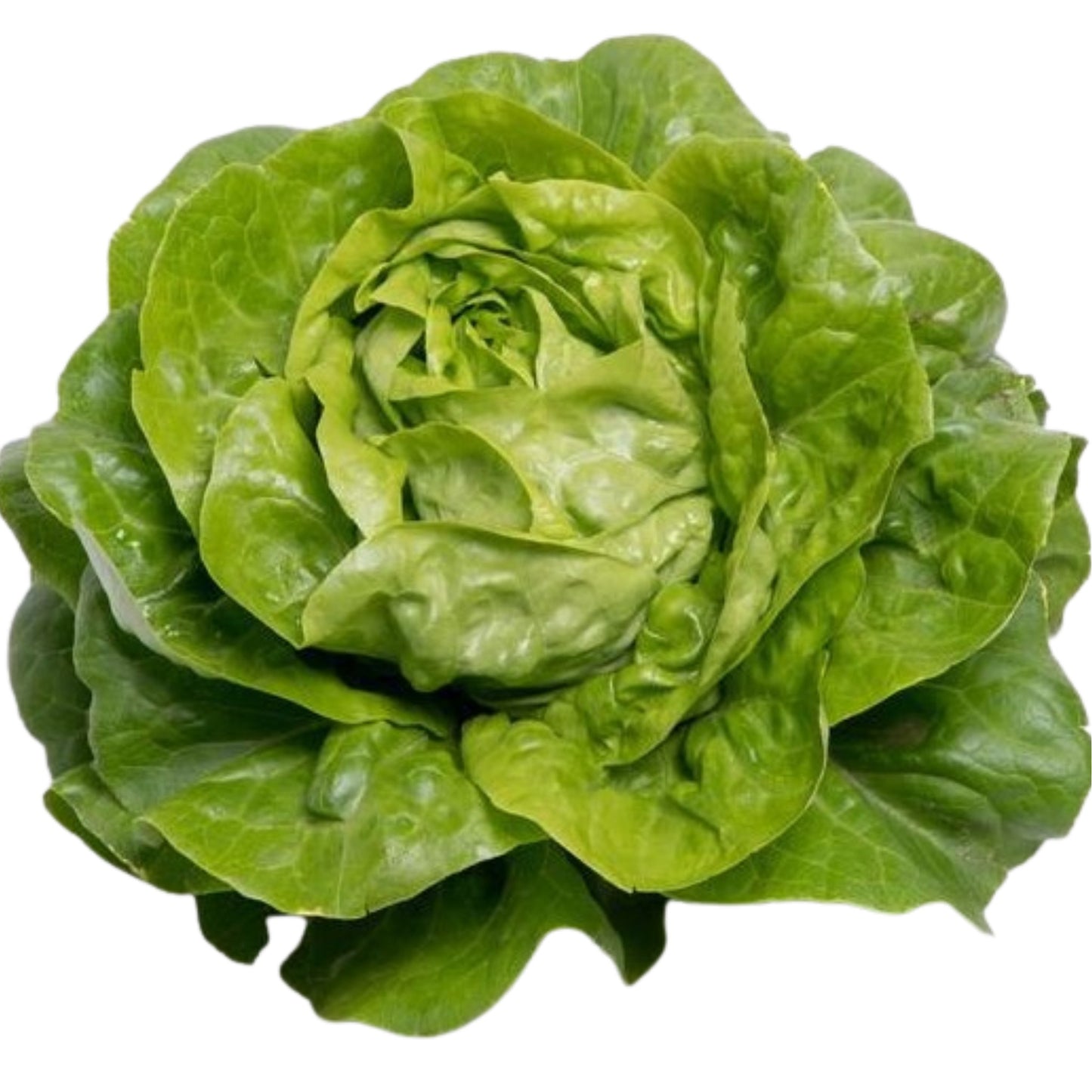 Lettuce Butterhead - 5 Seed pellets