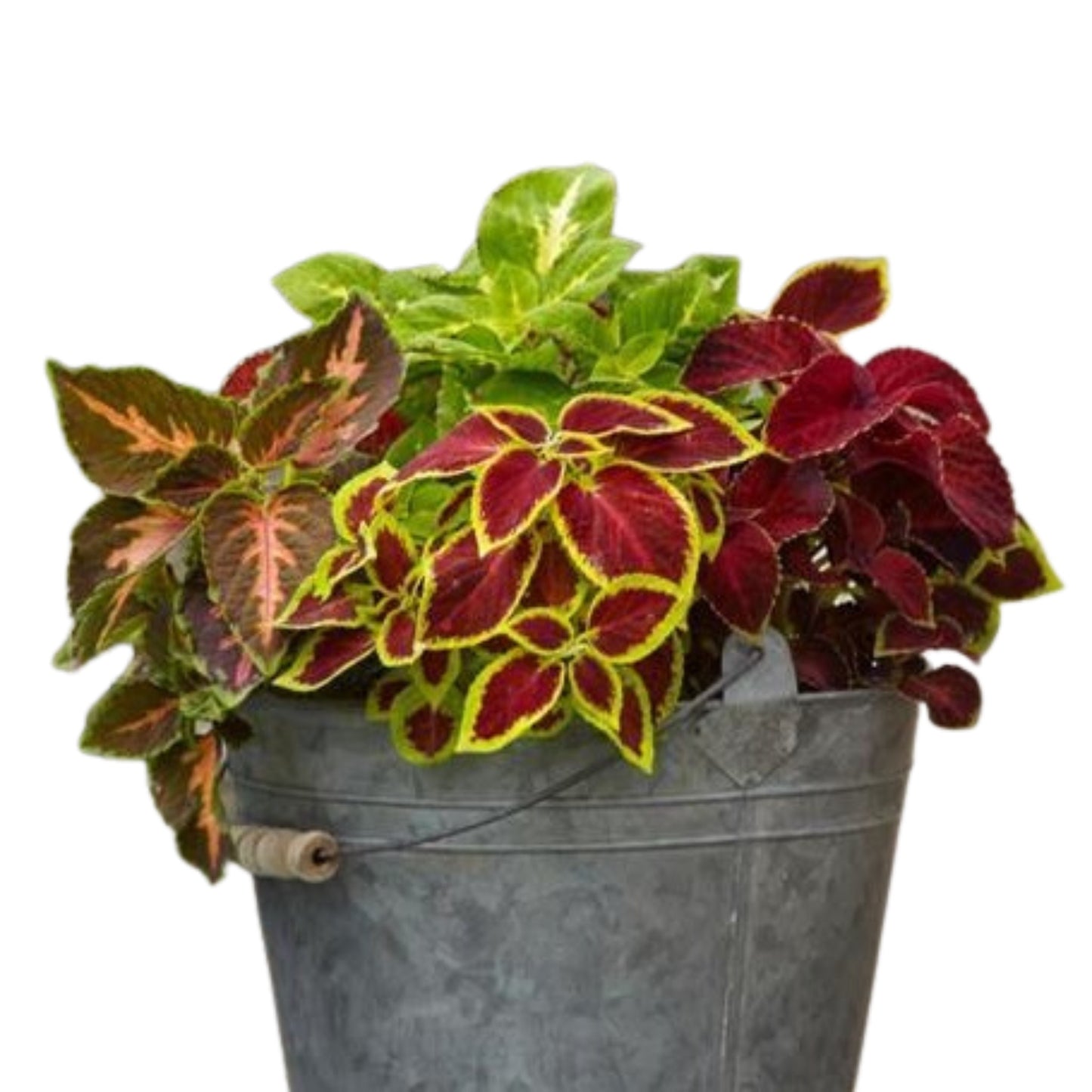 Coleus Wizard Mix - 10 Seeds