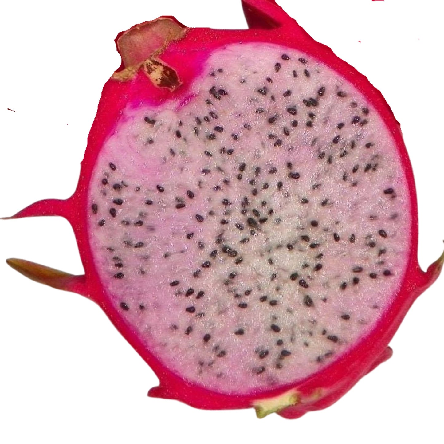 Dragon Fruit - Delight - 10 Seeds
