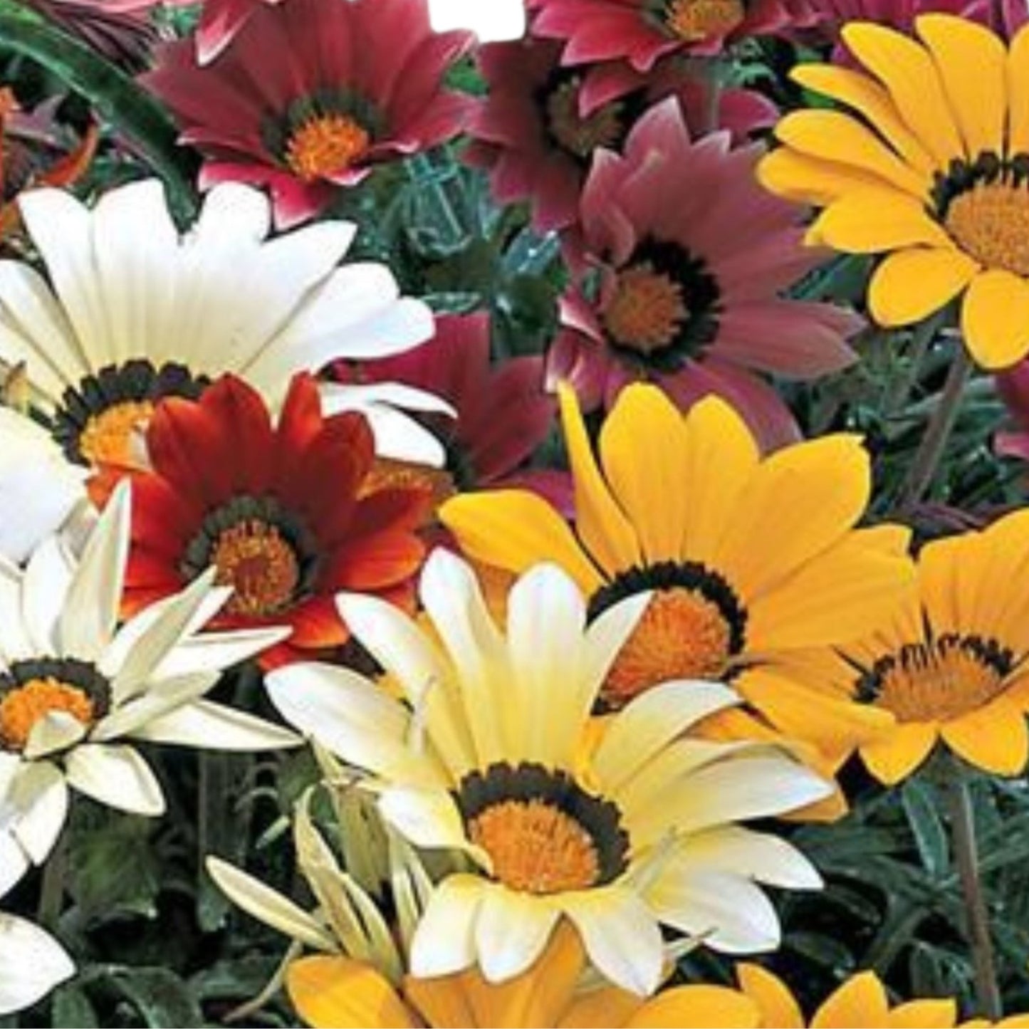Gazania Kiss Mix - 5 Seeds