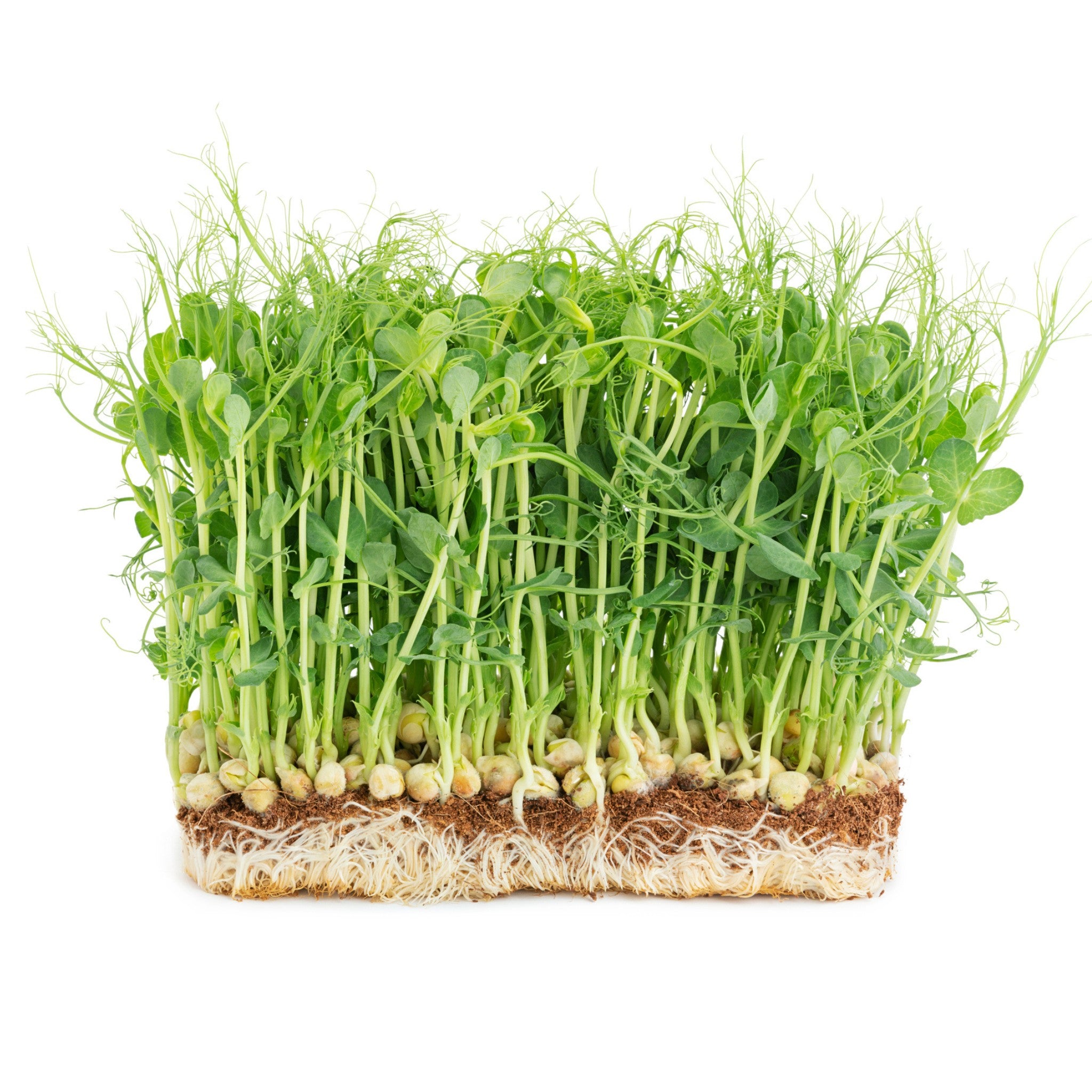 9+ Microgreen Pea Shoots Nutrition Greenfeast Pea Microgreen Seeds - 100 Seeds – Jonquil