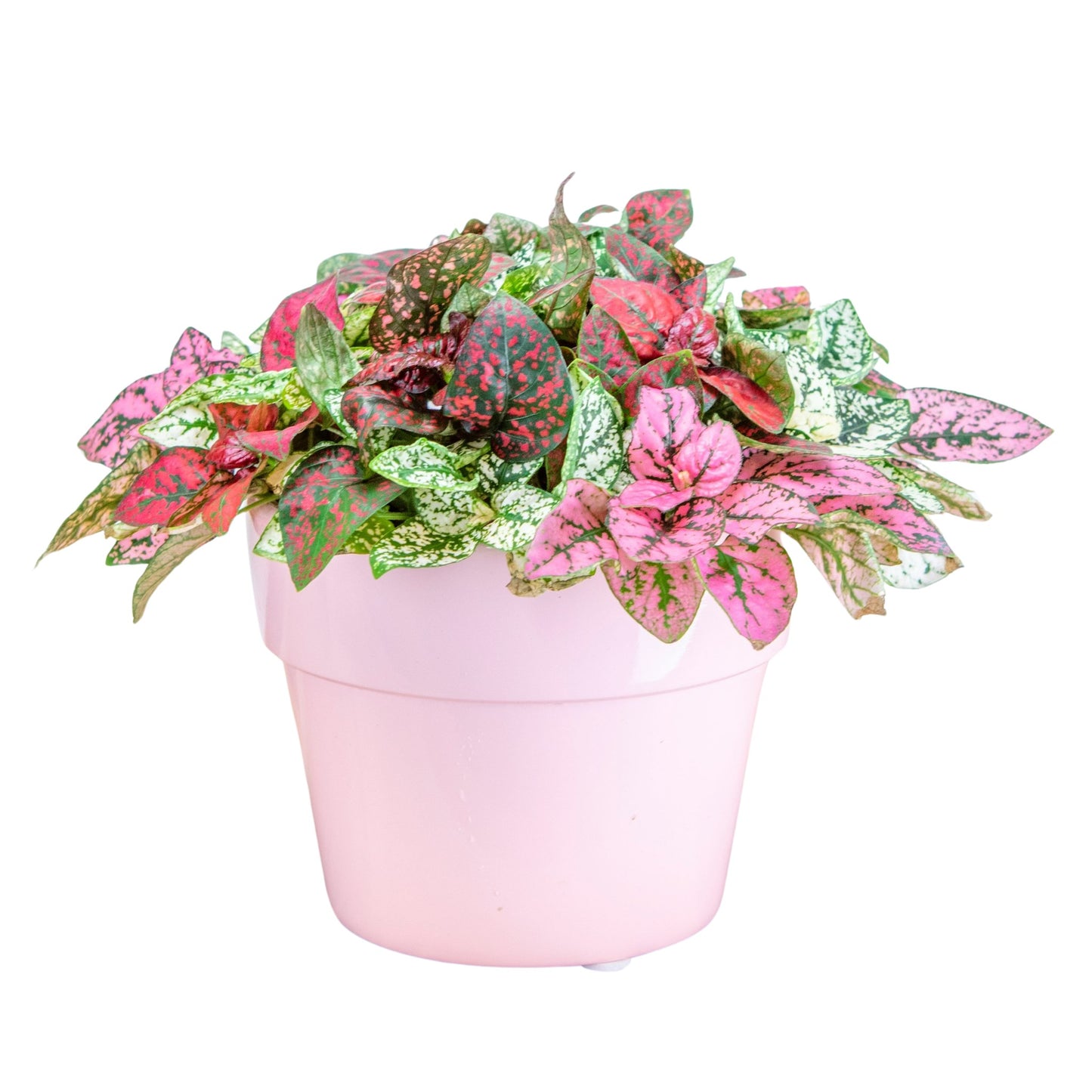Hypoestes Splash Select Mix - 10 Seeds