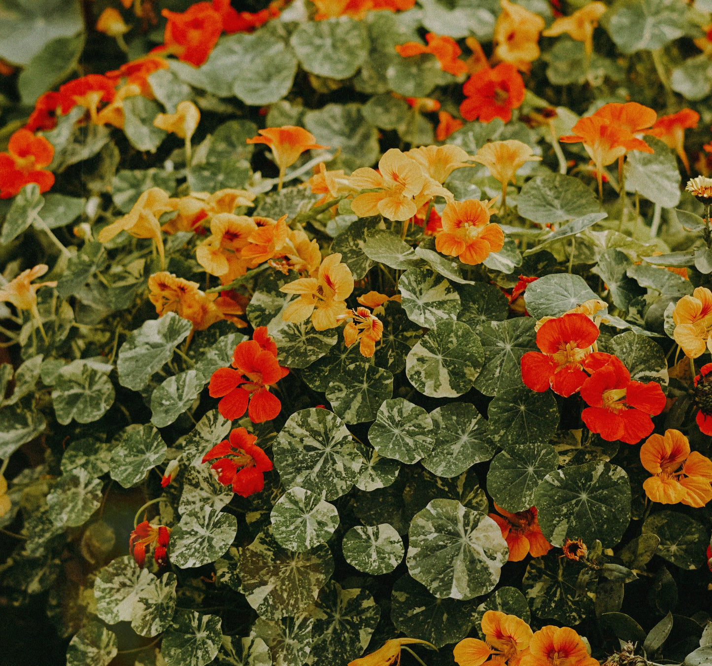Nasturtium Alaska Mix - 5 Seeds