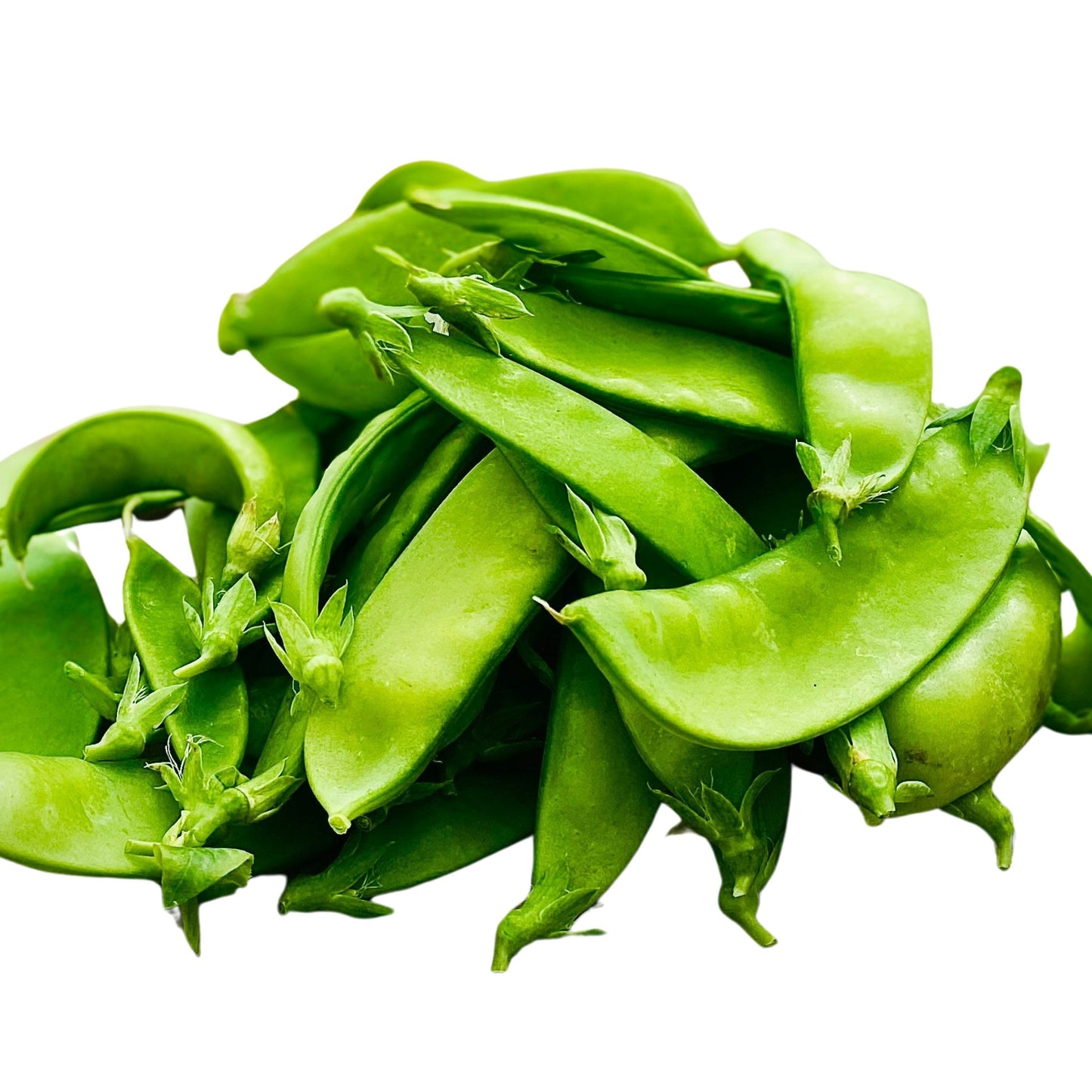 Oregon Sugar Pod Peas - 10 seeds