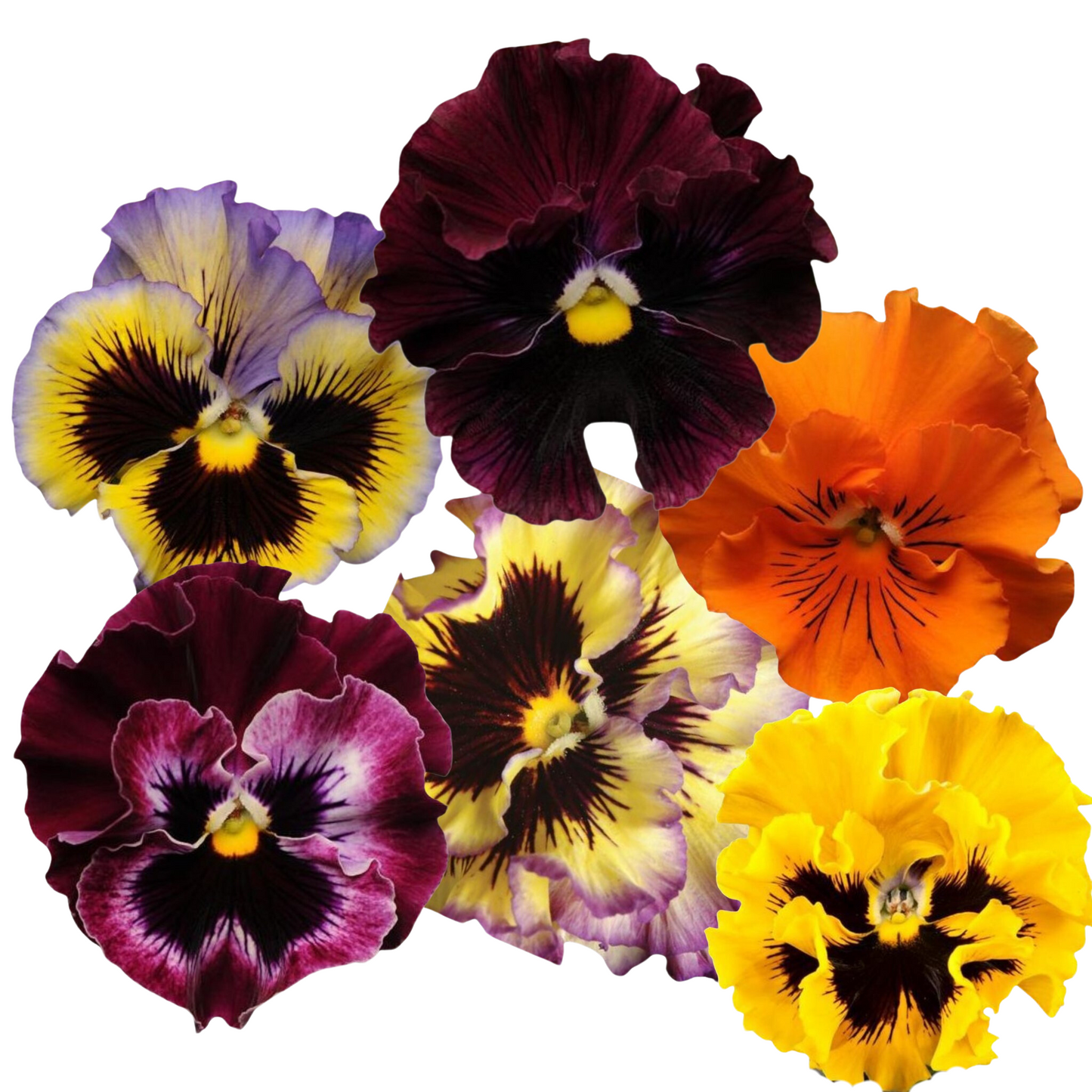 Pansy Frizzle Sizzle Mix - 5 Seeds