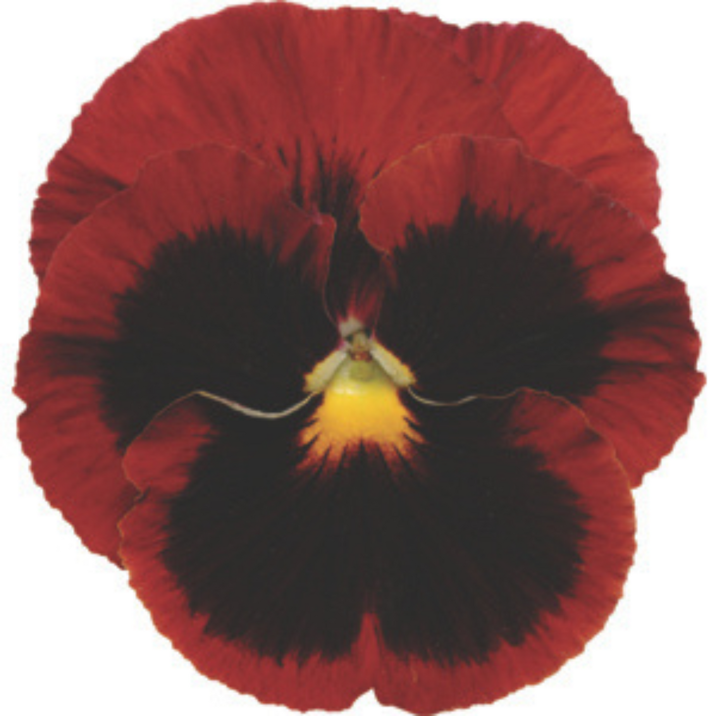 Pansy Punch Blotch Red - 5 Seeds