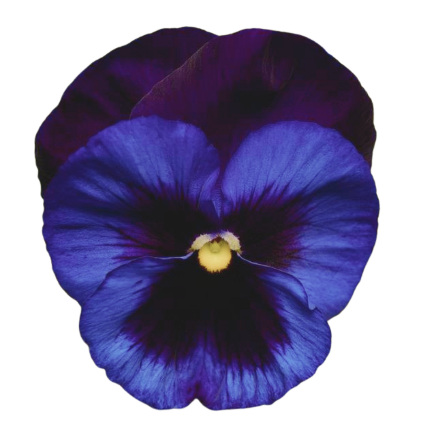 Pansy Punch Denim - 5 Seeds