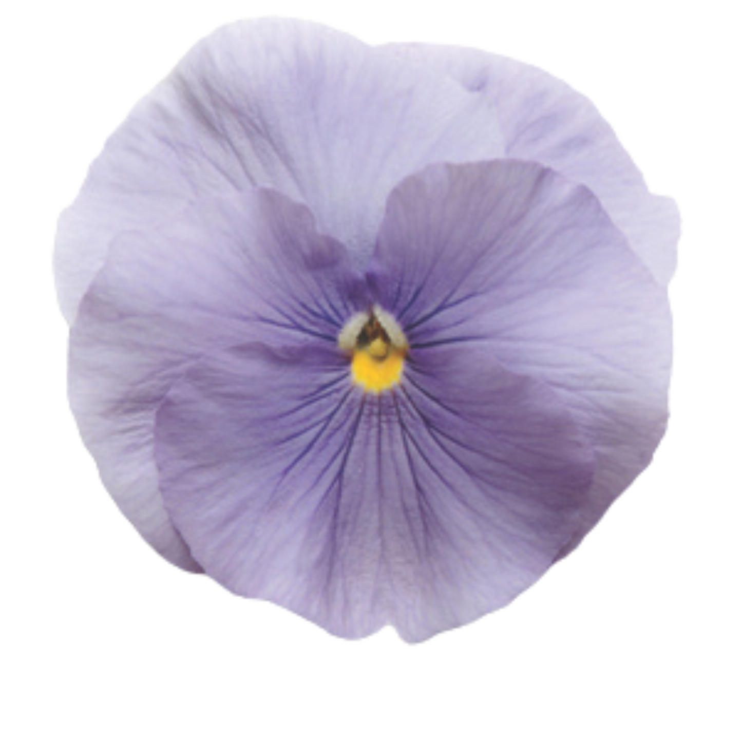 Pansy Punch Light Blue - 5 Seeds