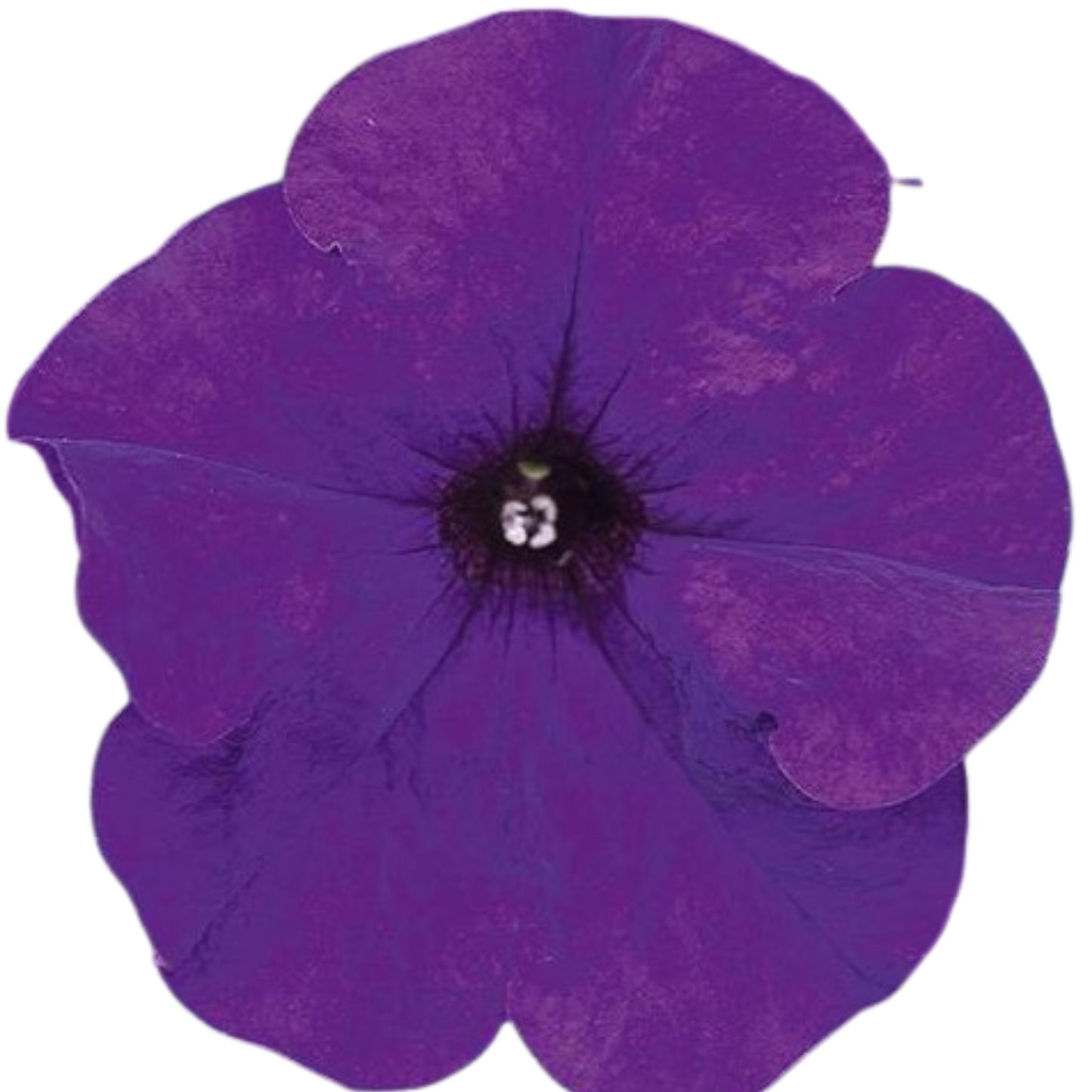 Petunia Deams Midnight - 5 Seed Pellets