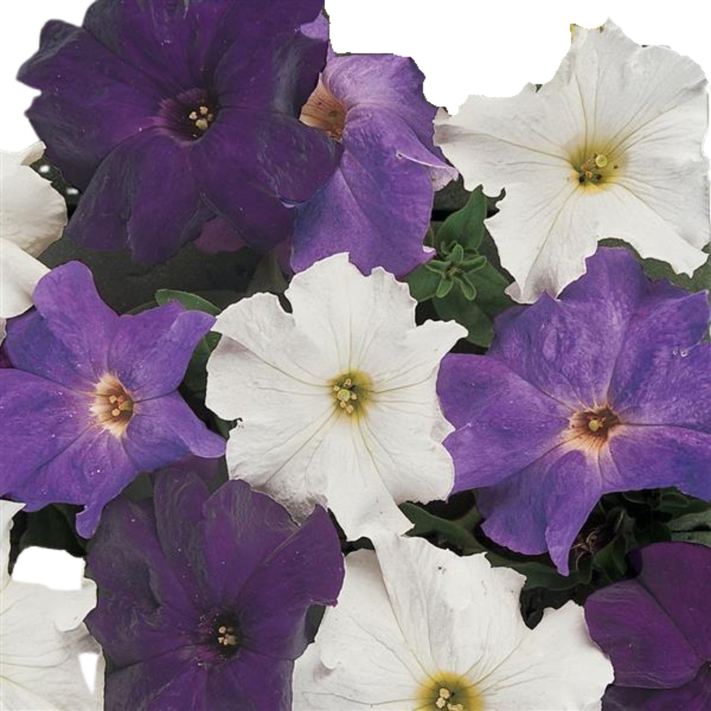 Petunia Dreams Waterfall - 5 Seed Pellets