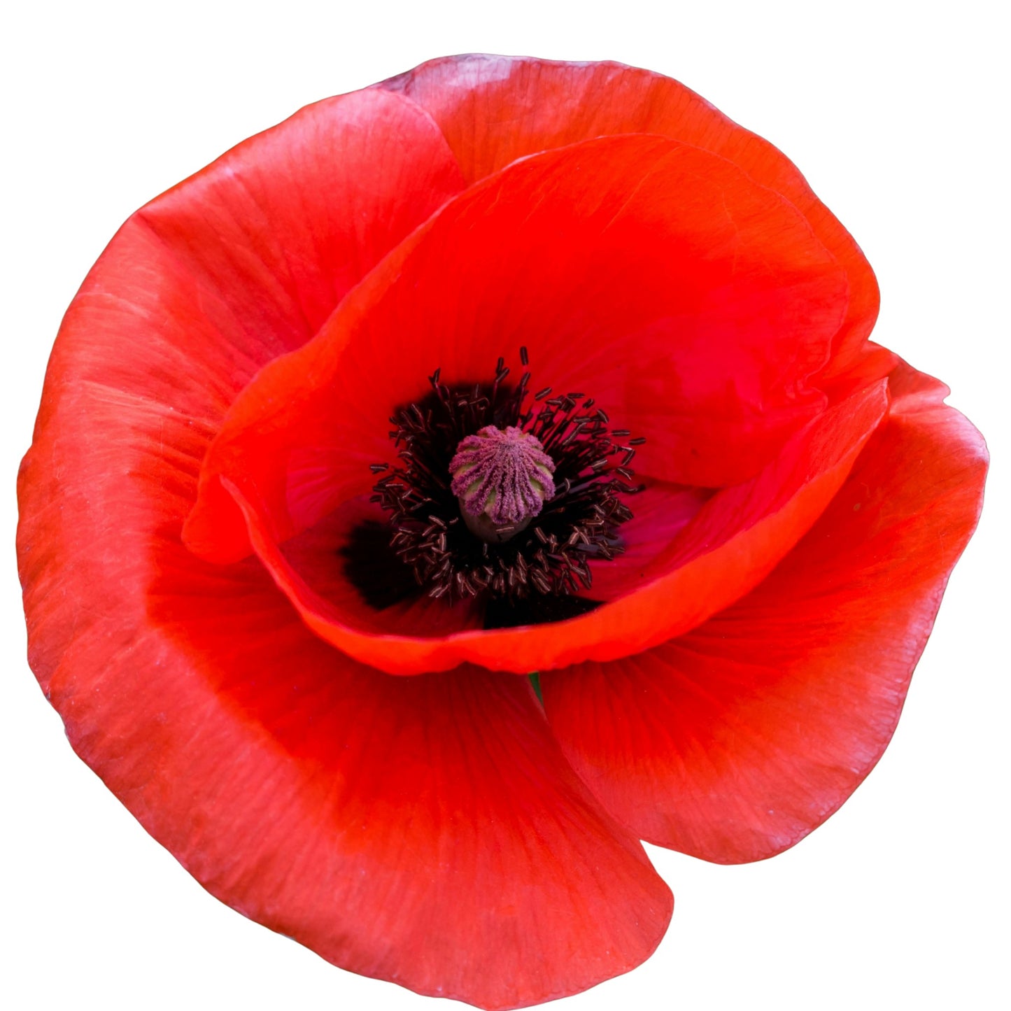 Poppy Flanders Single Red - 0.1 Gram