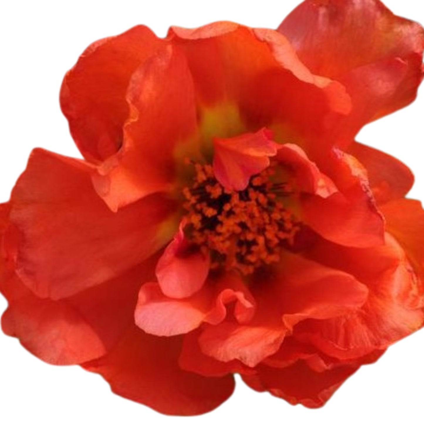 Portulaca Happy Hours Orange - 5 Seed Pellets