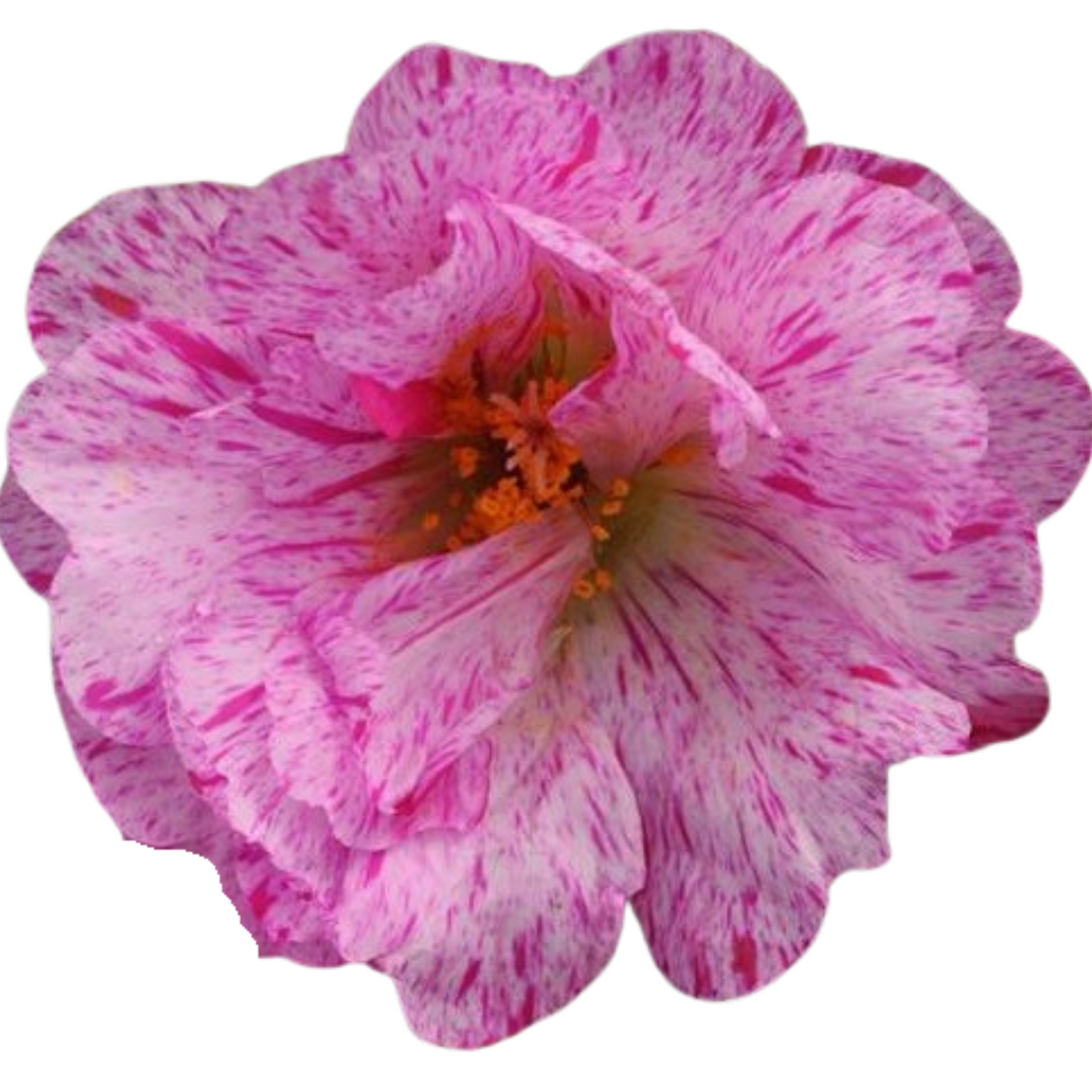 Portulaca Happy Hours Peppermint - 5 Seed Pellets