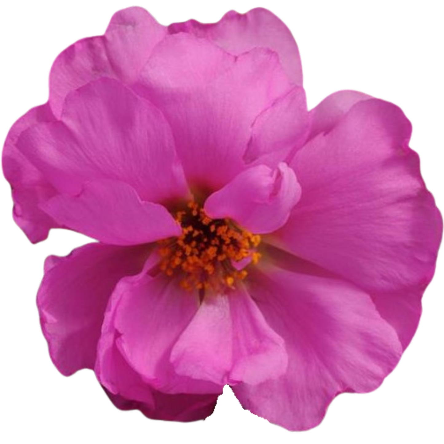 Portulaca Happy Hours Rosita - 5 Seed Pellets