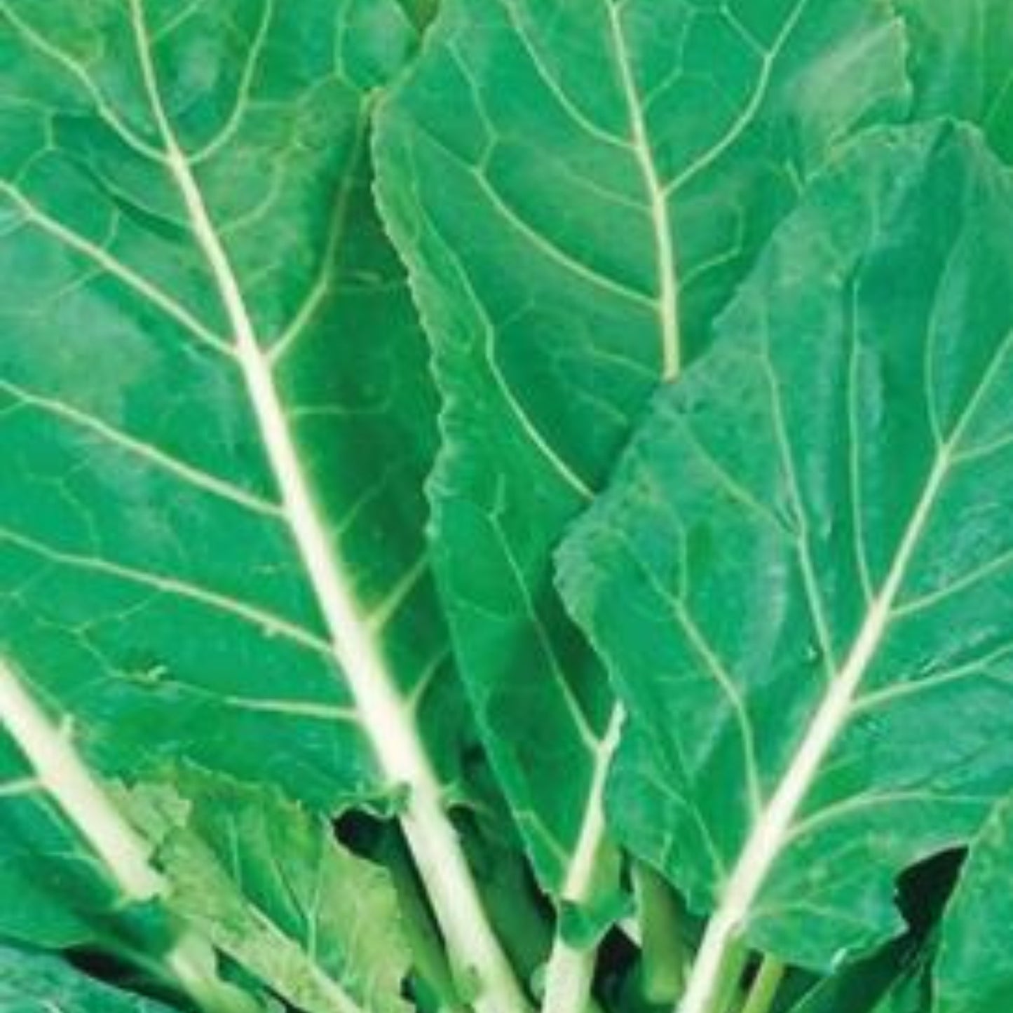 Rape English Giant Essex - Canola)- 50 Seeds