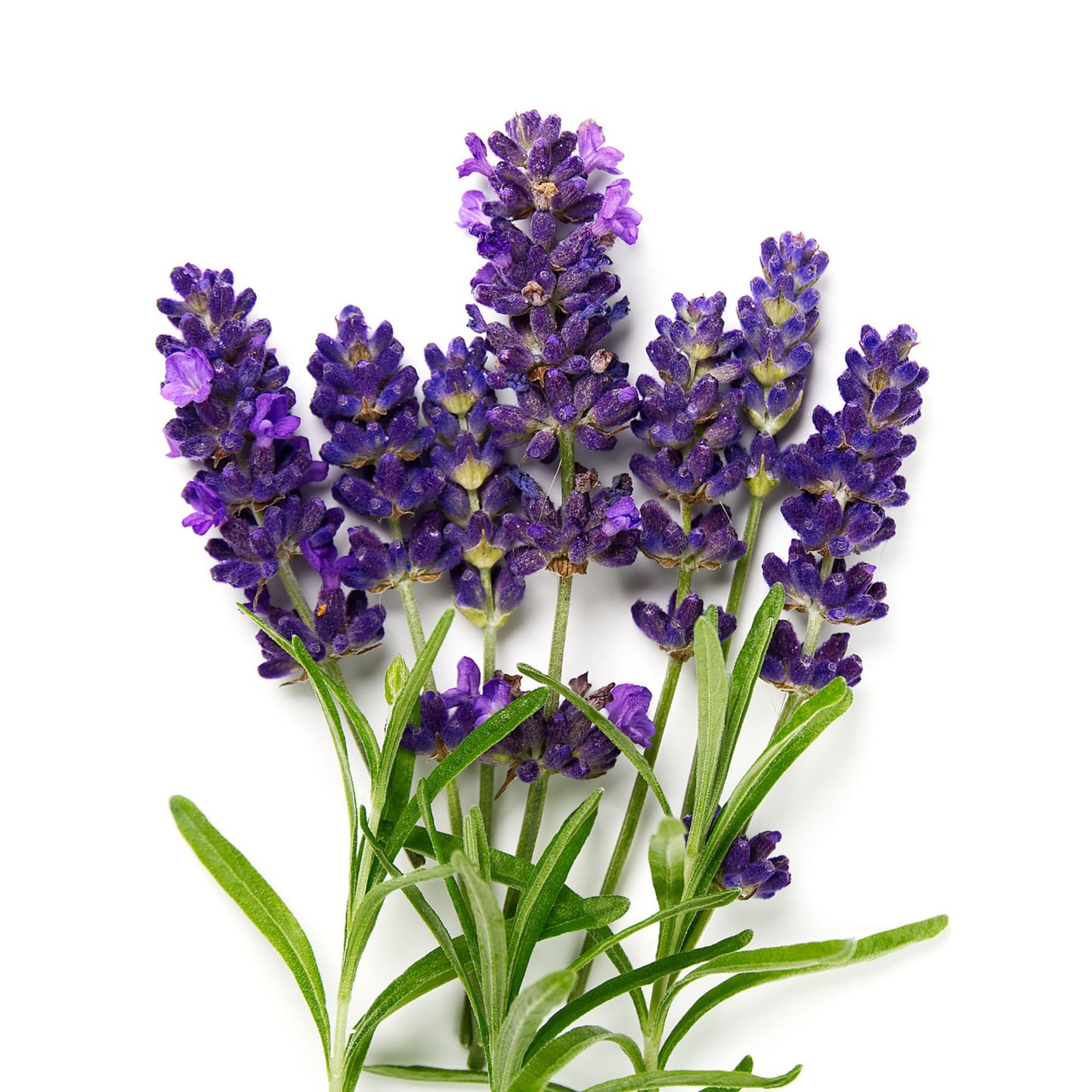 True Englsh Lavender - 0.05 gram