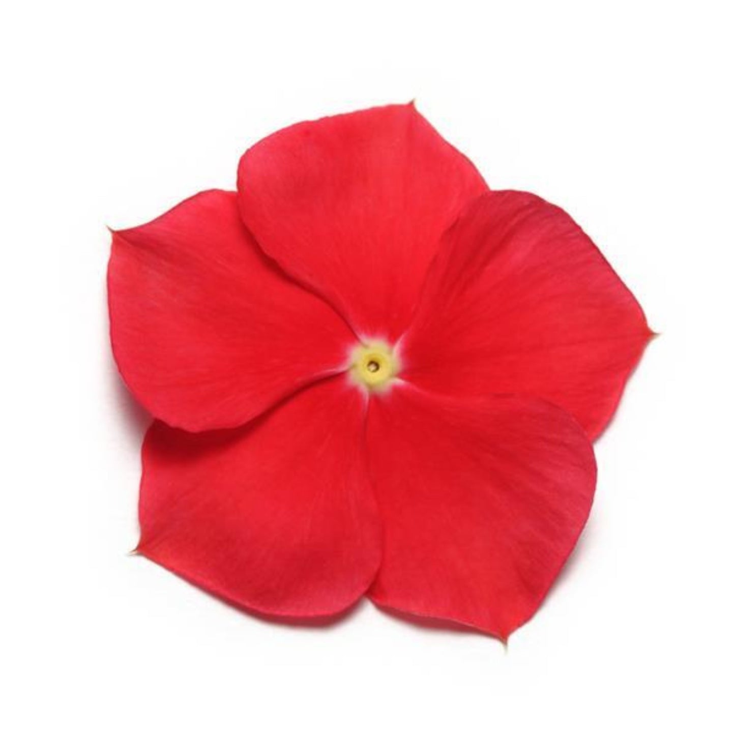Vinca Pacifica Really Red XP - 10 Seeds