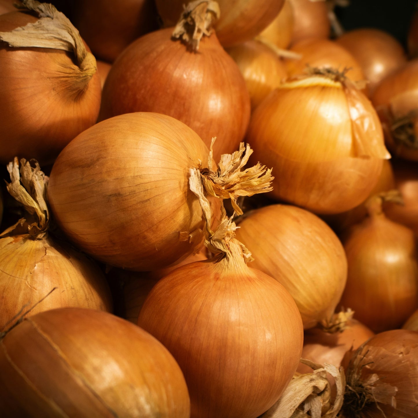 Australian Brown Onion - 0.5 gram