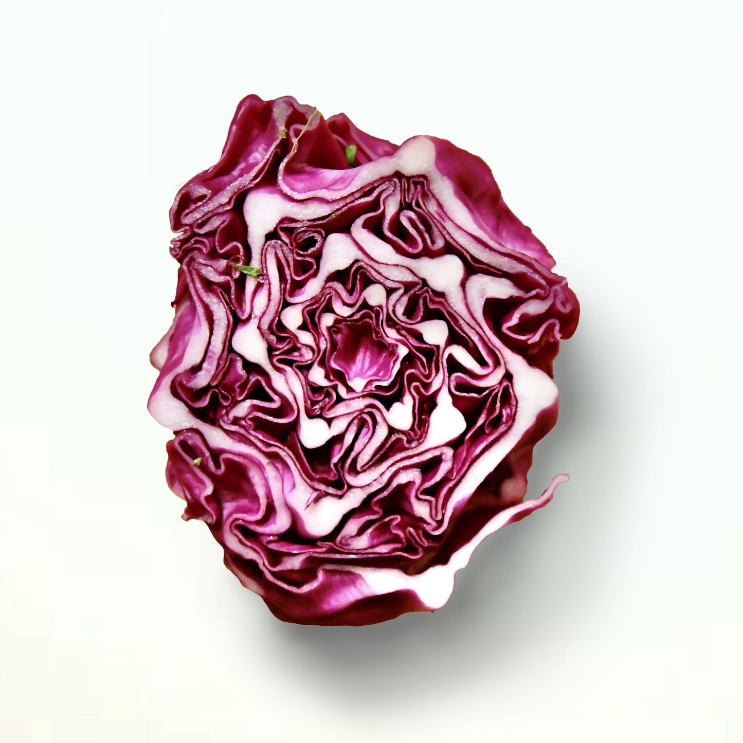 Red Omero Baby Cabbage - 5 Seeds