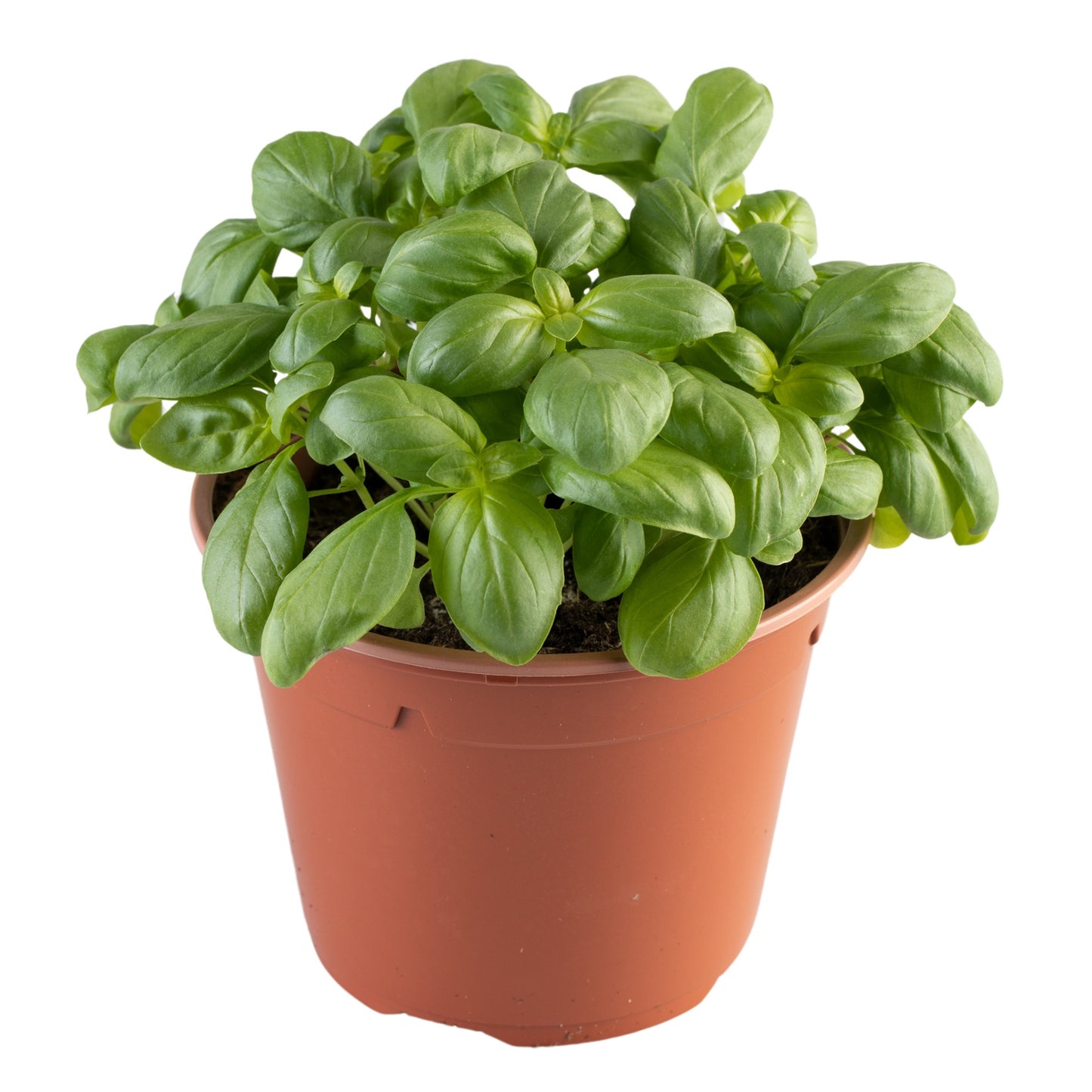 Basil Dolce Fresca - 40 seeds