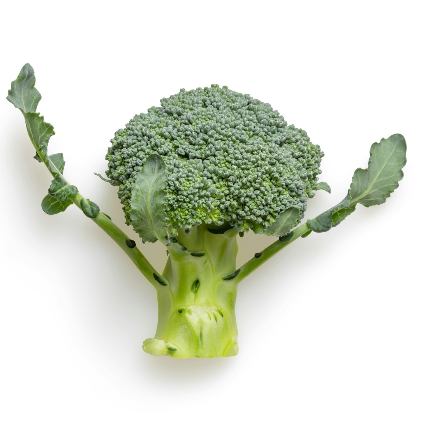 Broccoli Green Sprouting Calabrese - 0.5 gram
