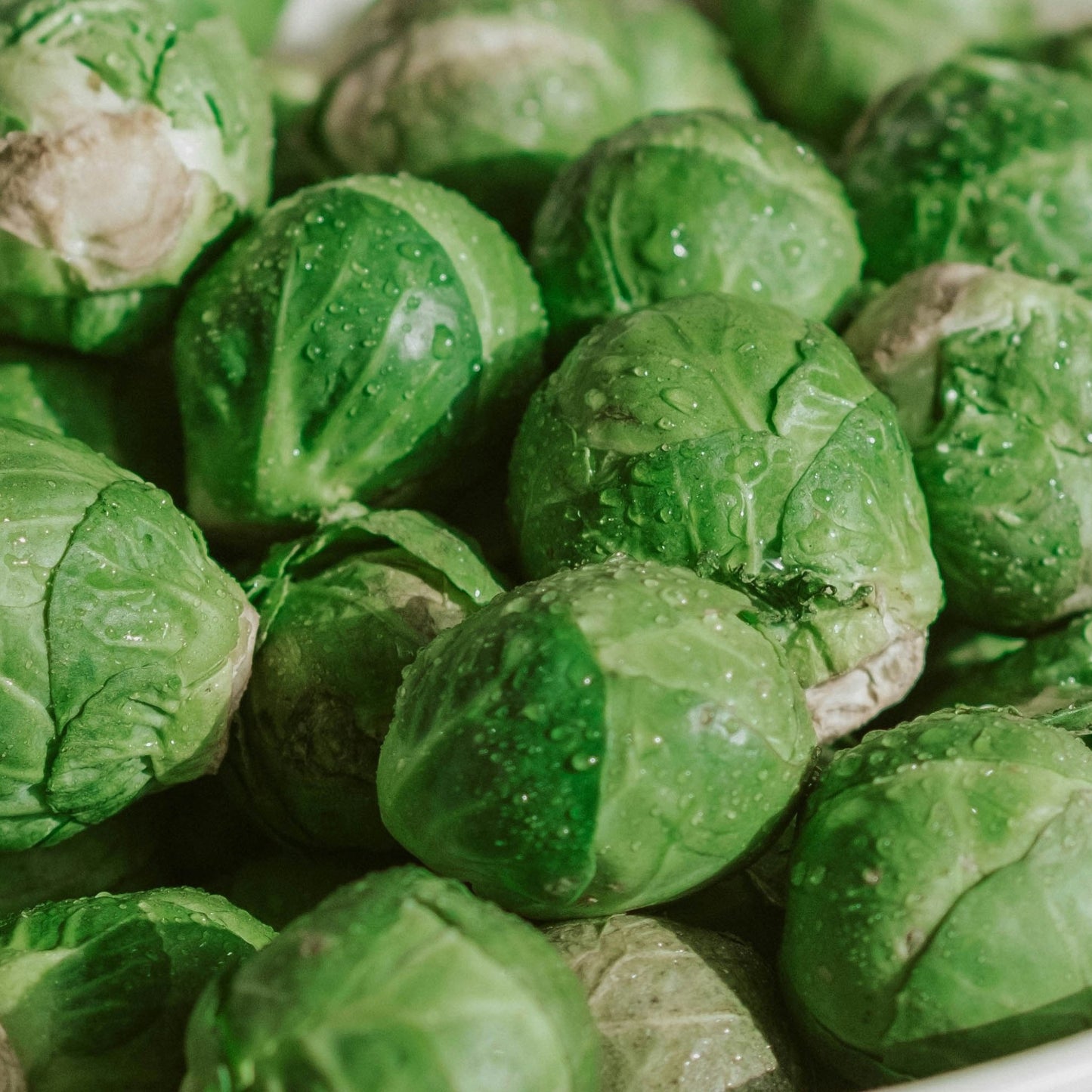 Brussel Sprout Long Island - 0.5 gram
