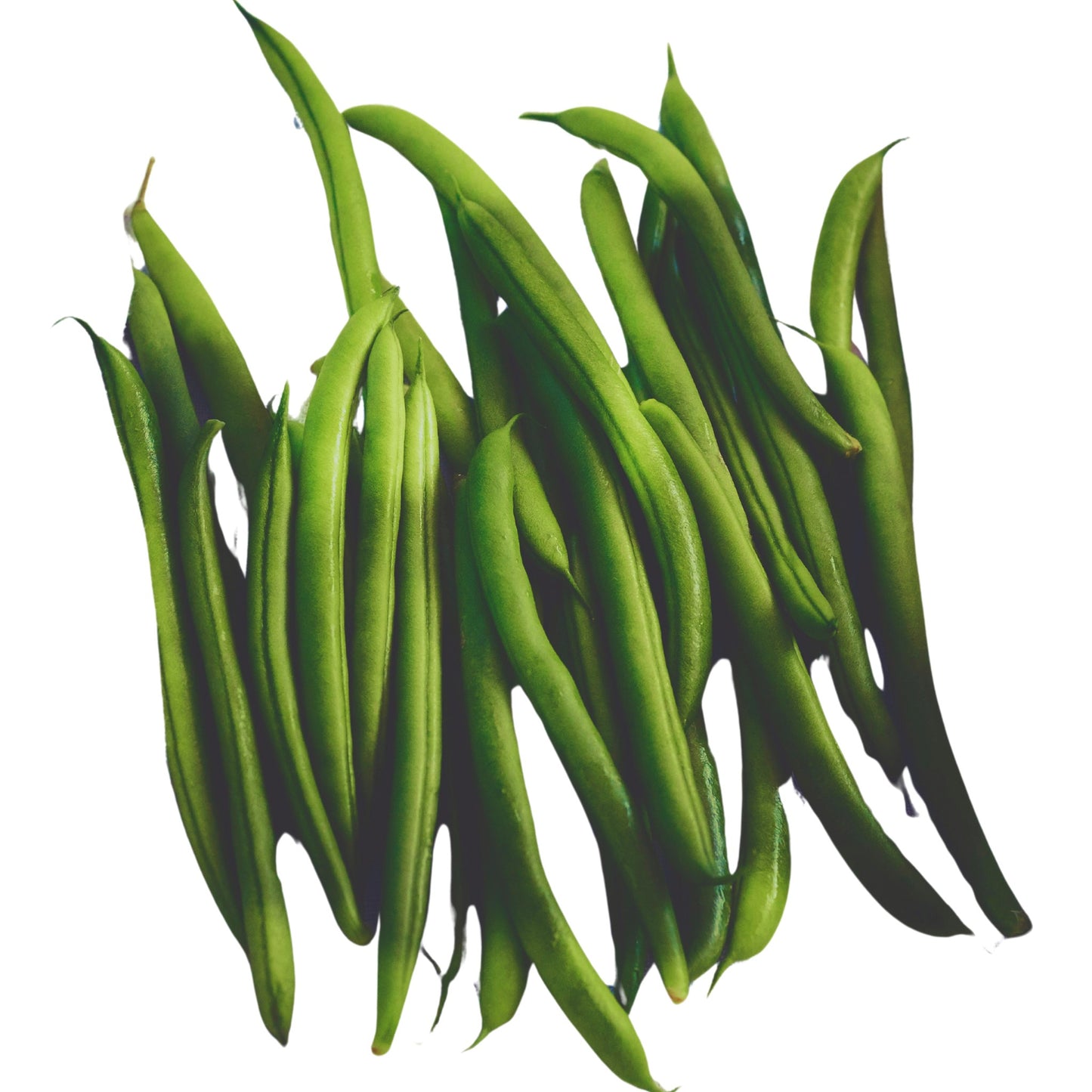 Beans Bush Contender -5 Seeds