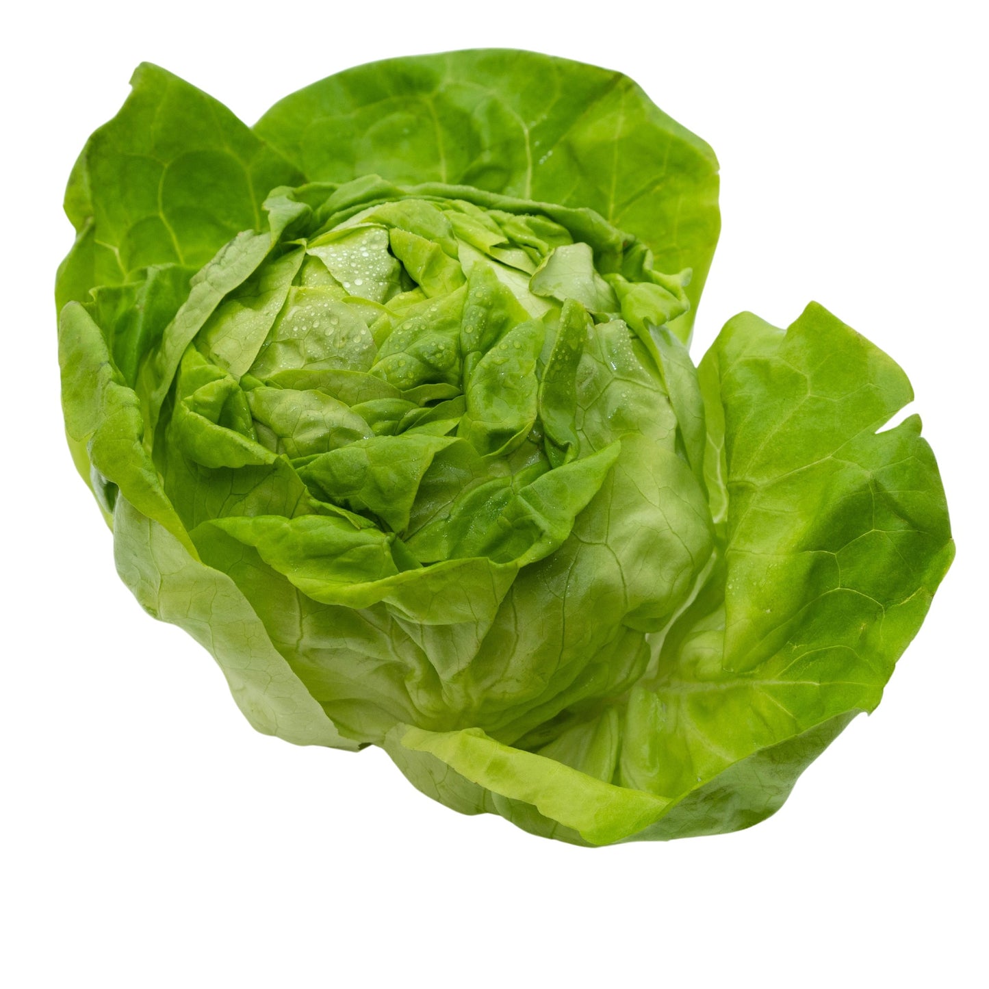 Lettuce Butterhead - Attraction - 0.1 gram