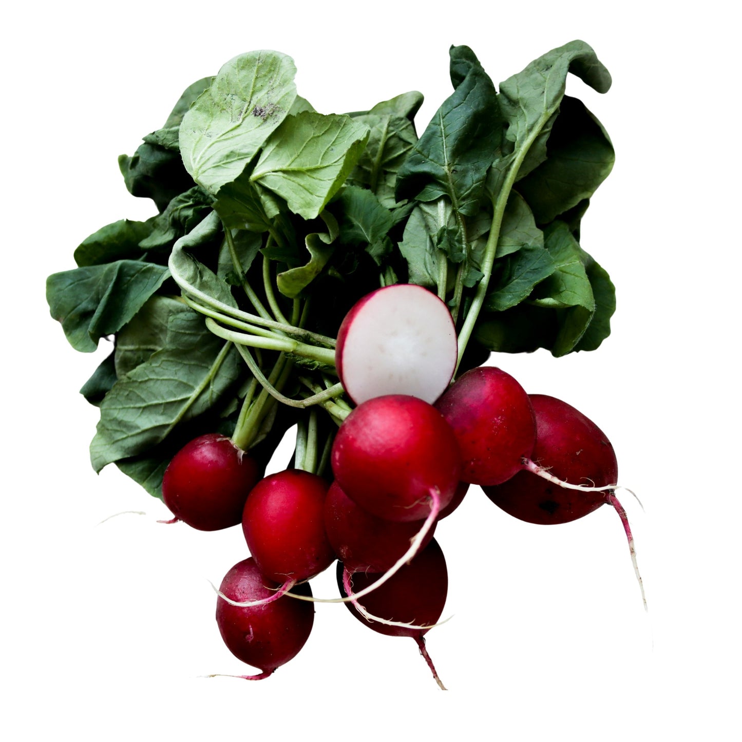 Cherry Belle Radish - 20 Seeds