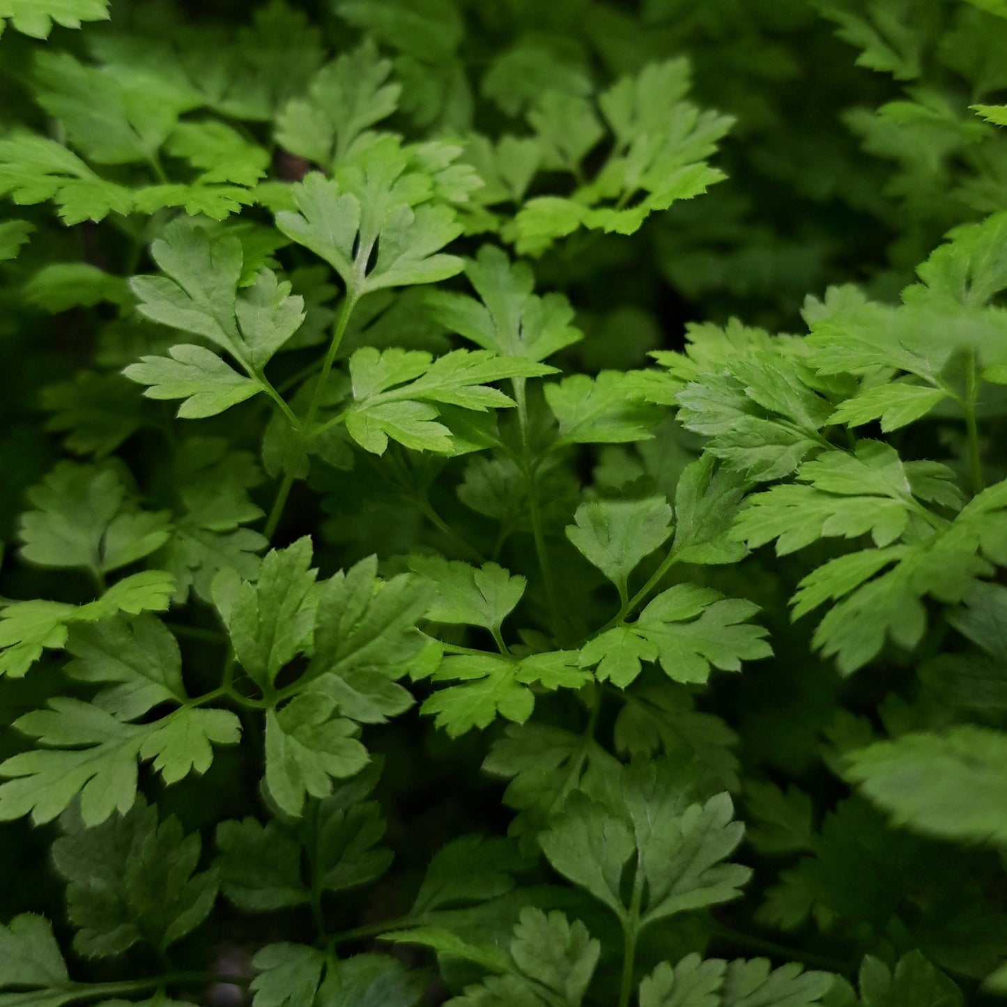 Common Chervil - 0.5 Gram