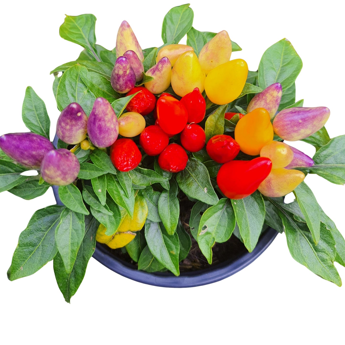 Capsicum Chinese Five-Colour - 5 Seeds