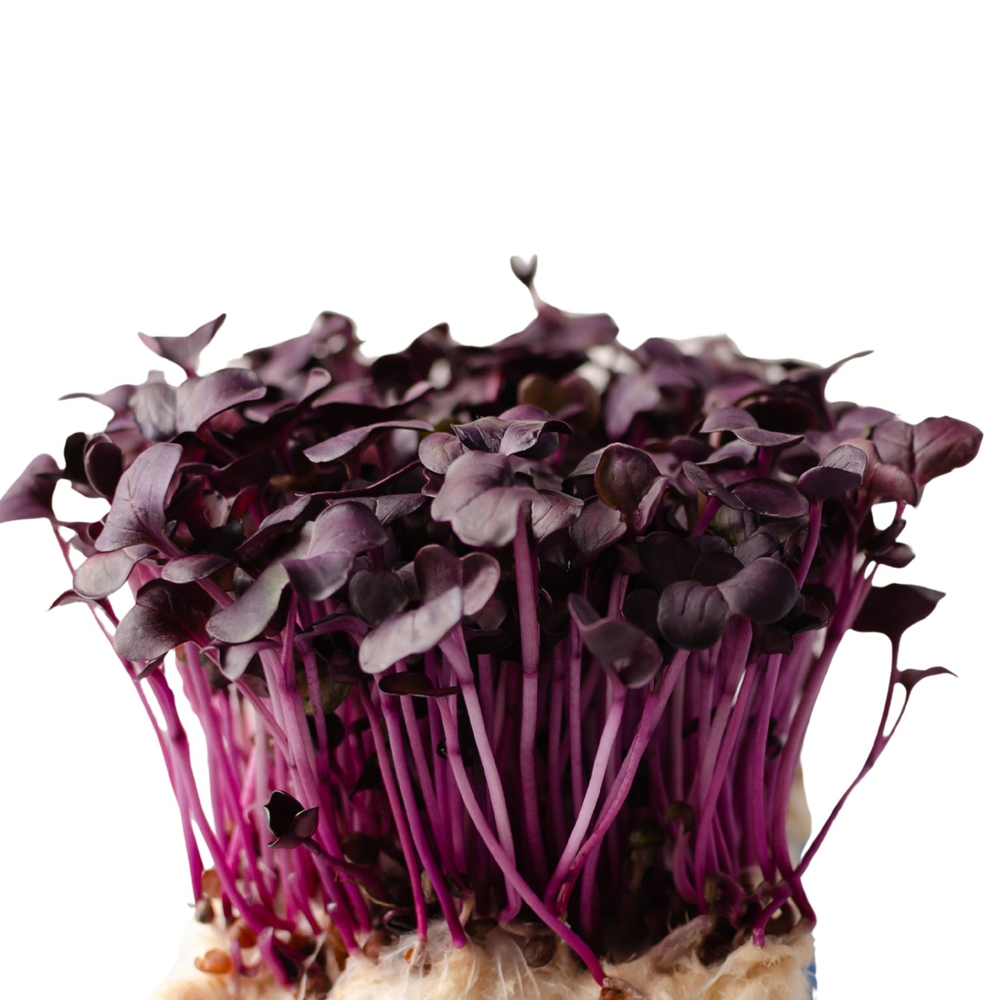 Japanese Red Daikon Sango Radish - Microgreen - 1 gram