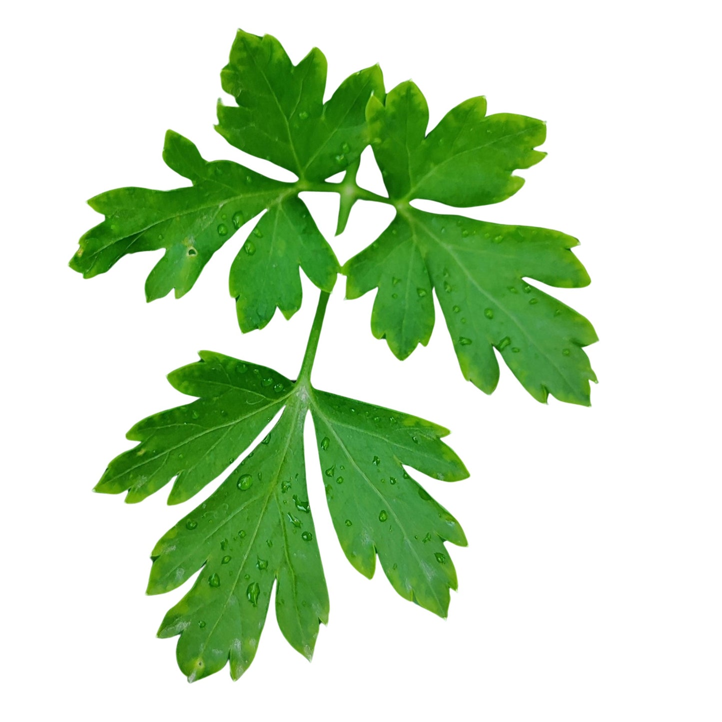 Plain Flat Leaf Parsley - 0.1 gram