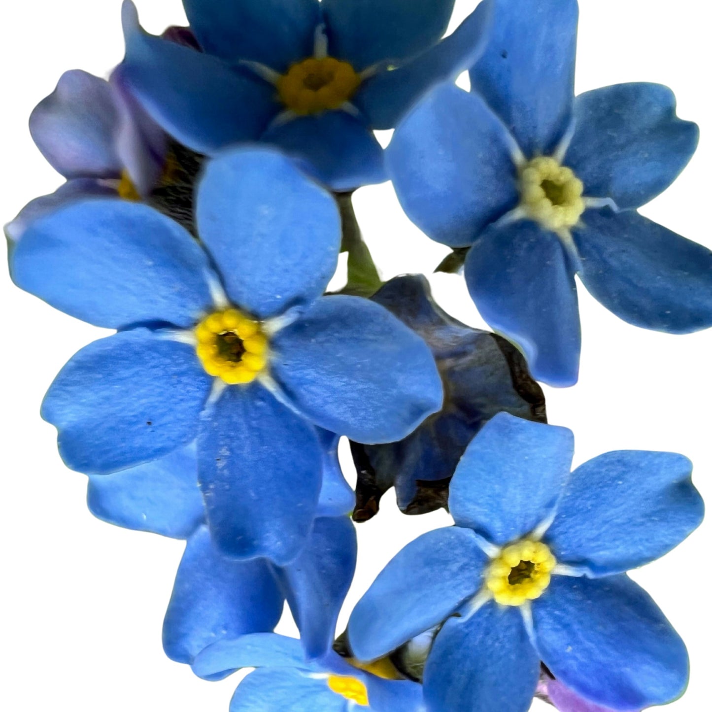 Myosotis - Forget Me Not Blue - 0.1 gram