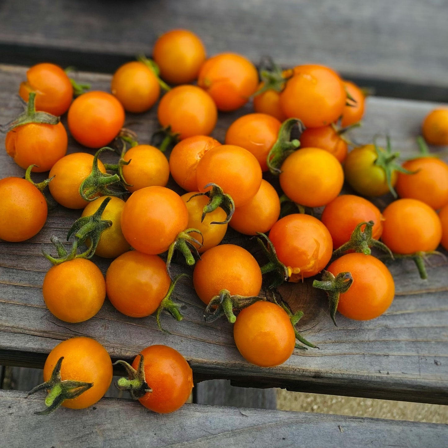 Gold Rush Currant Tomato - 5 Seeds