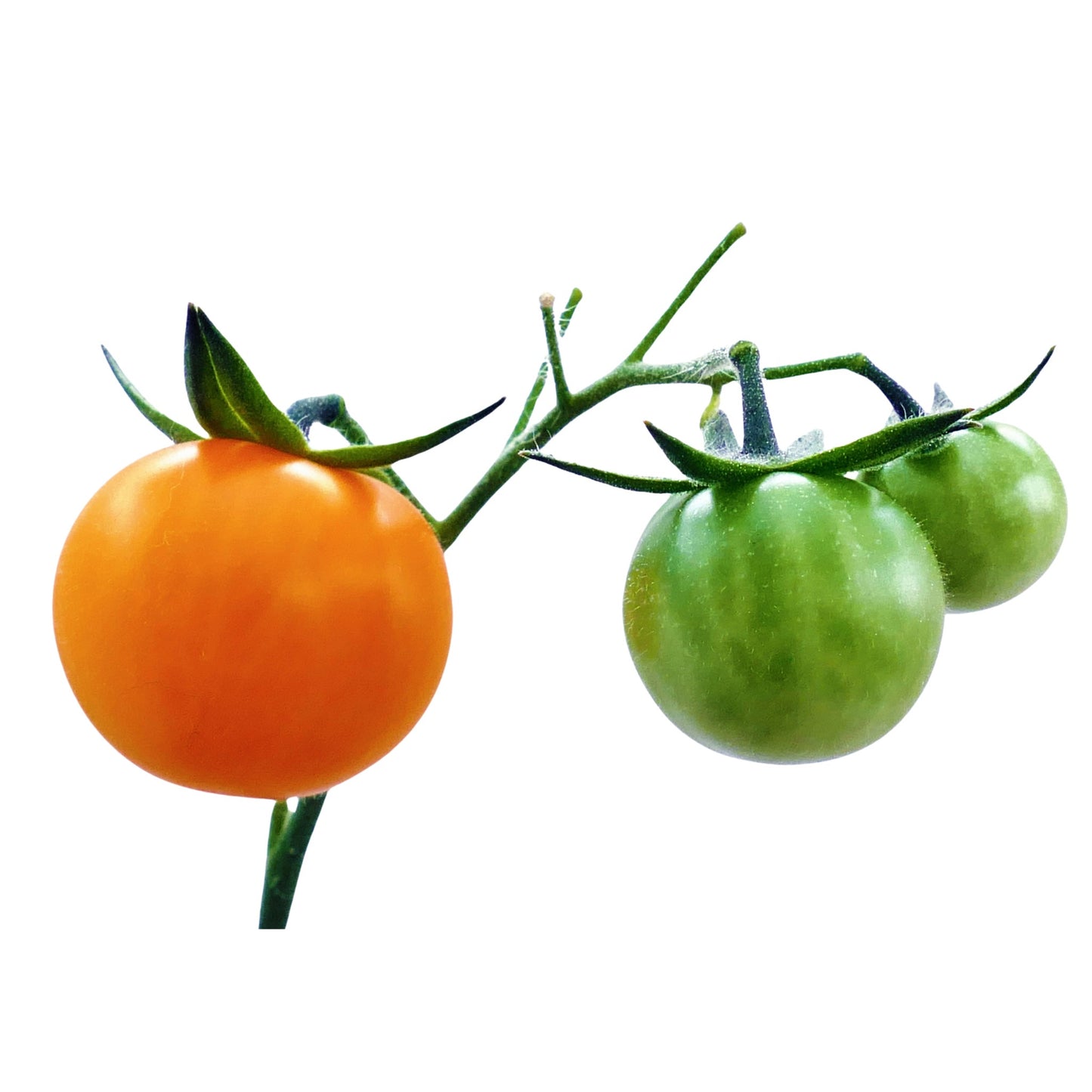 Gold Rush Currant Tomato - 5 Seeds