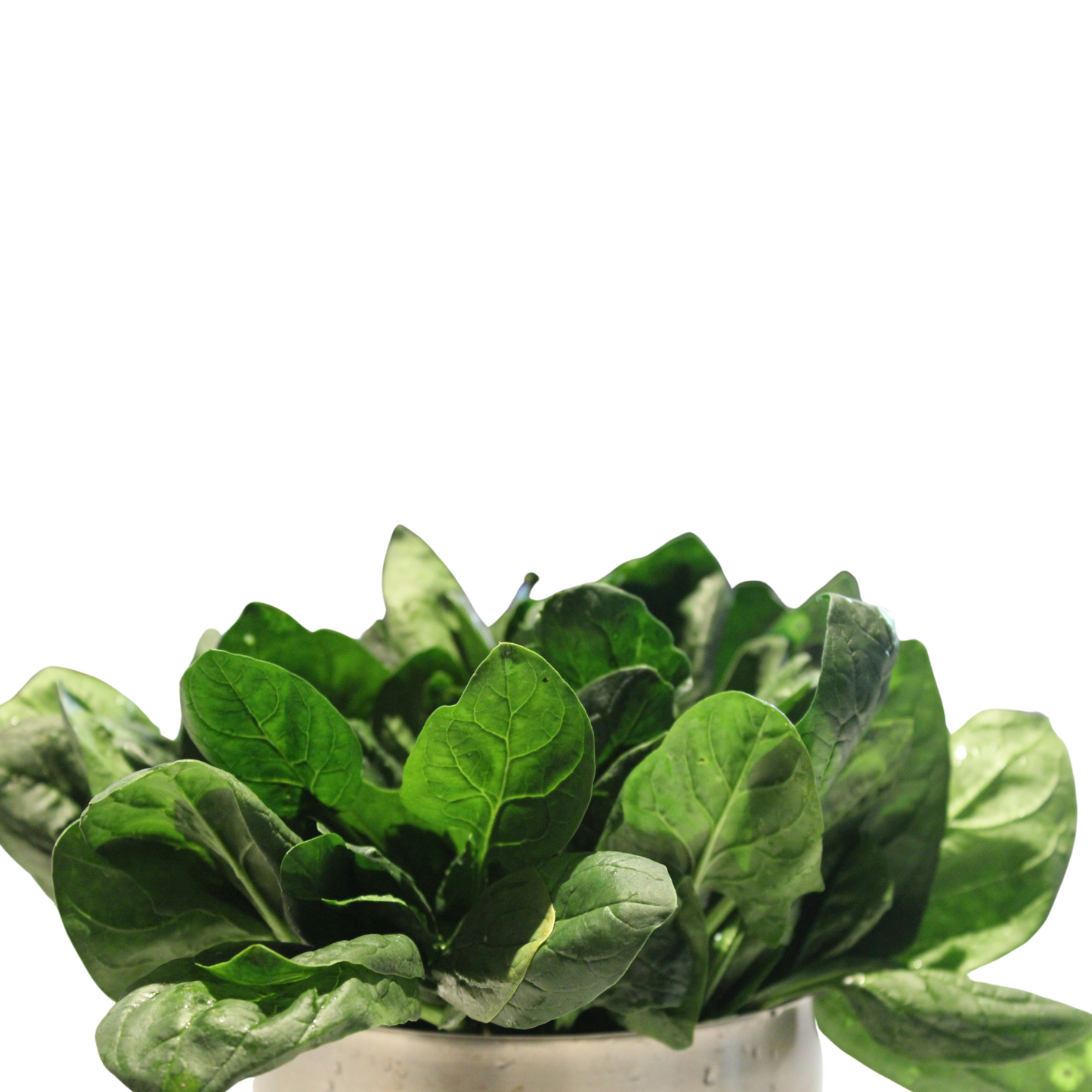 Matador Spinach - 1 gram