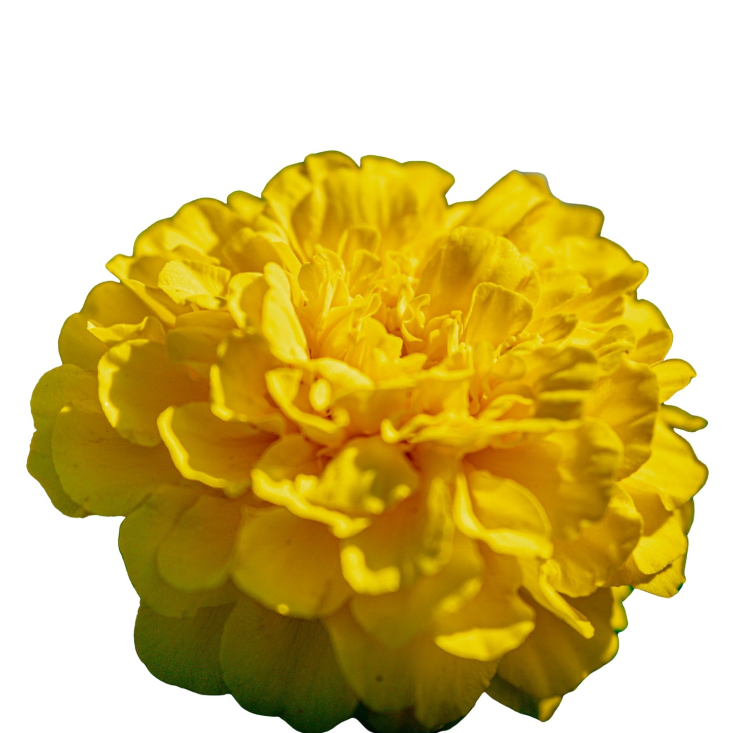Marigold Lemon Drop - 50 Seeds
