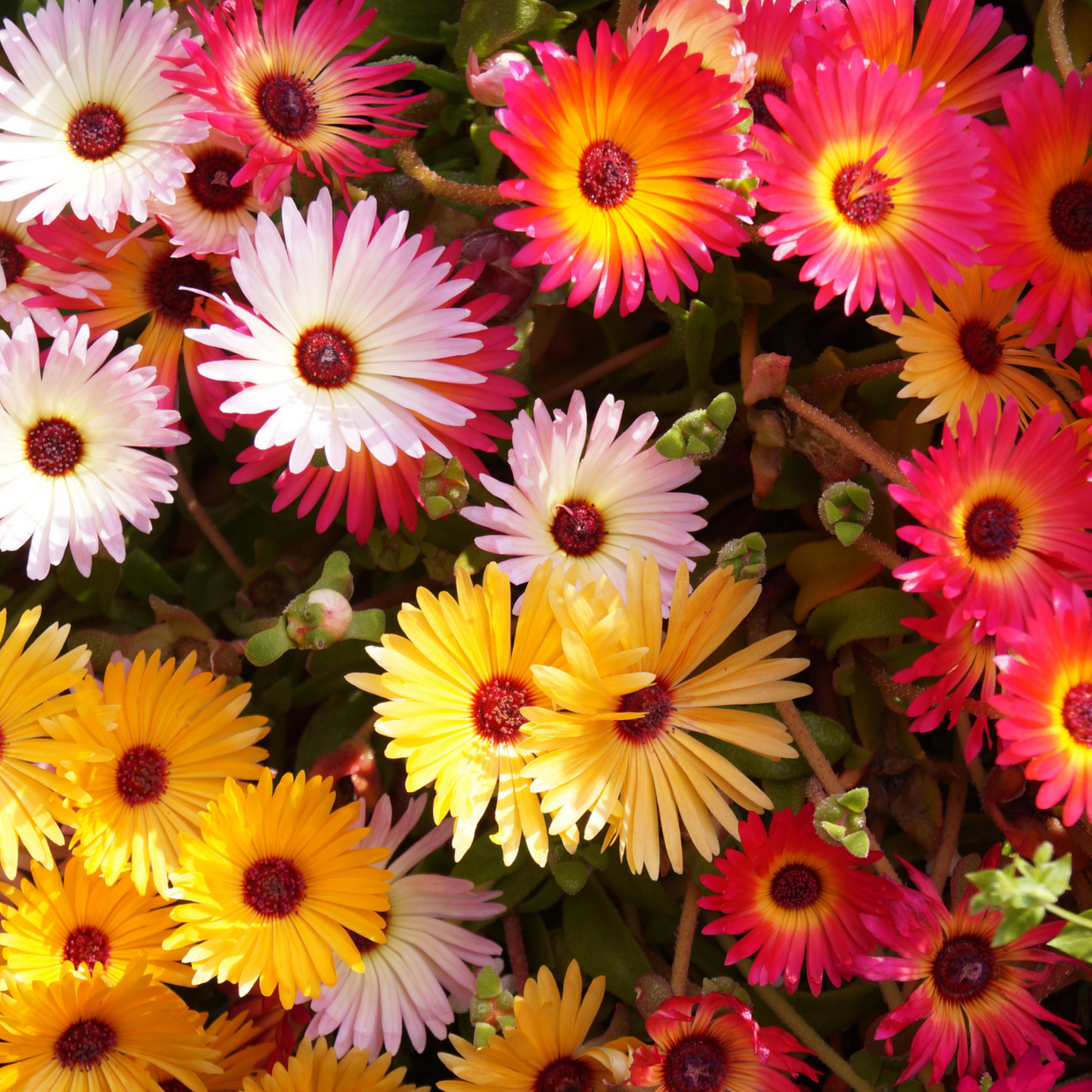 Mesembryanthemum Mixed (Bokbaaivygie) - 0.1 gram