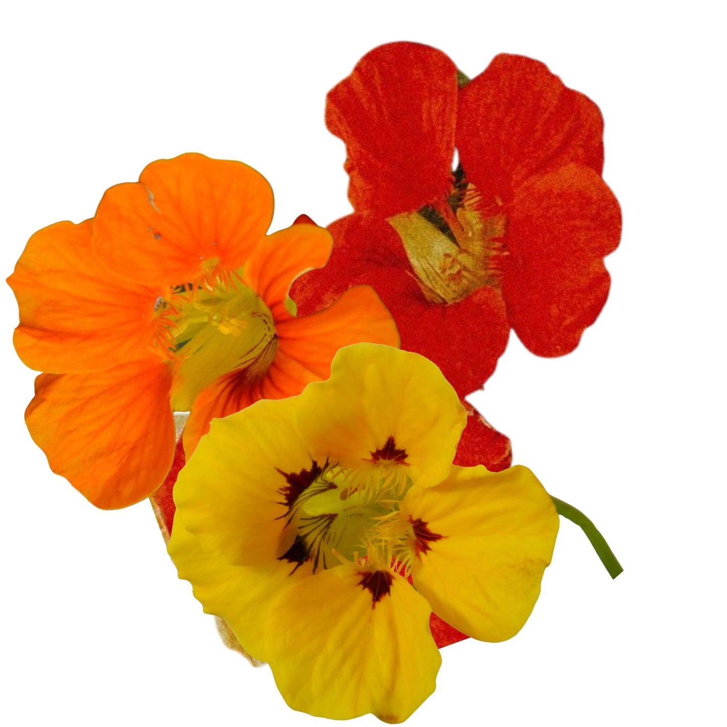 Nasturtium Jewel Choice Mix - 5 Seeds
