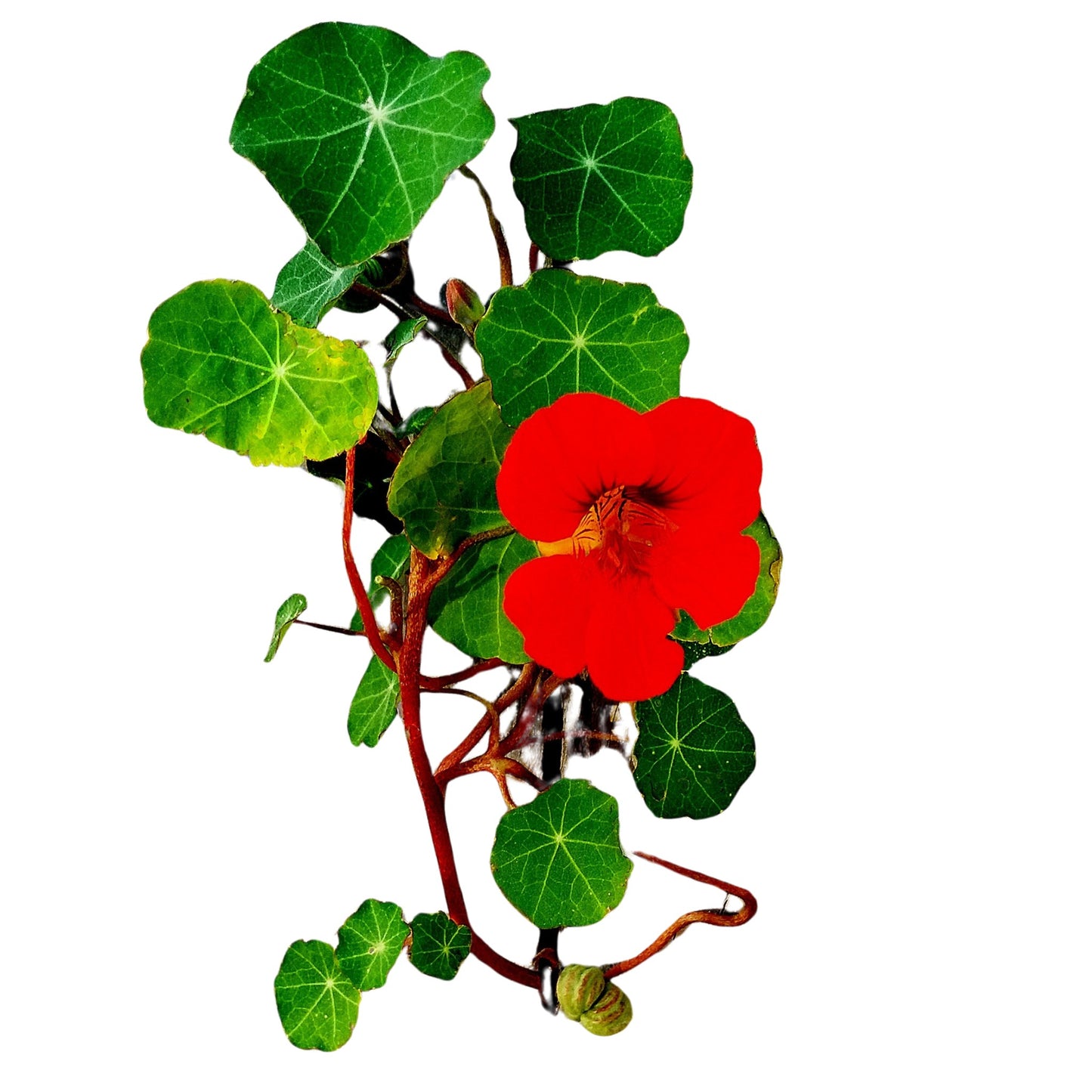 Nasturtium Globe of Fire - 5 Seeds