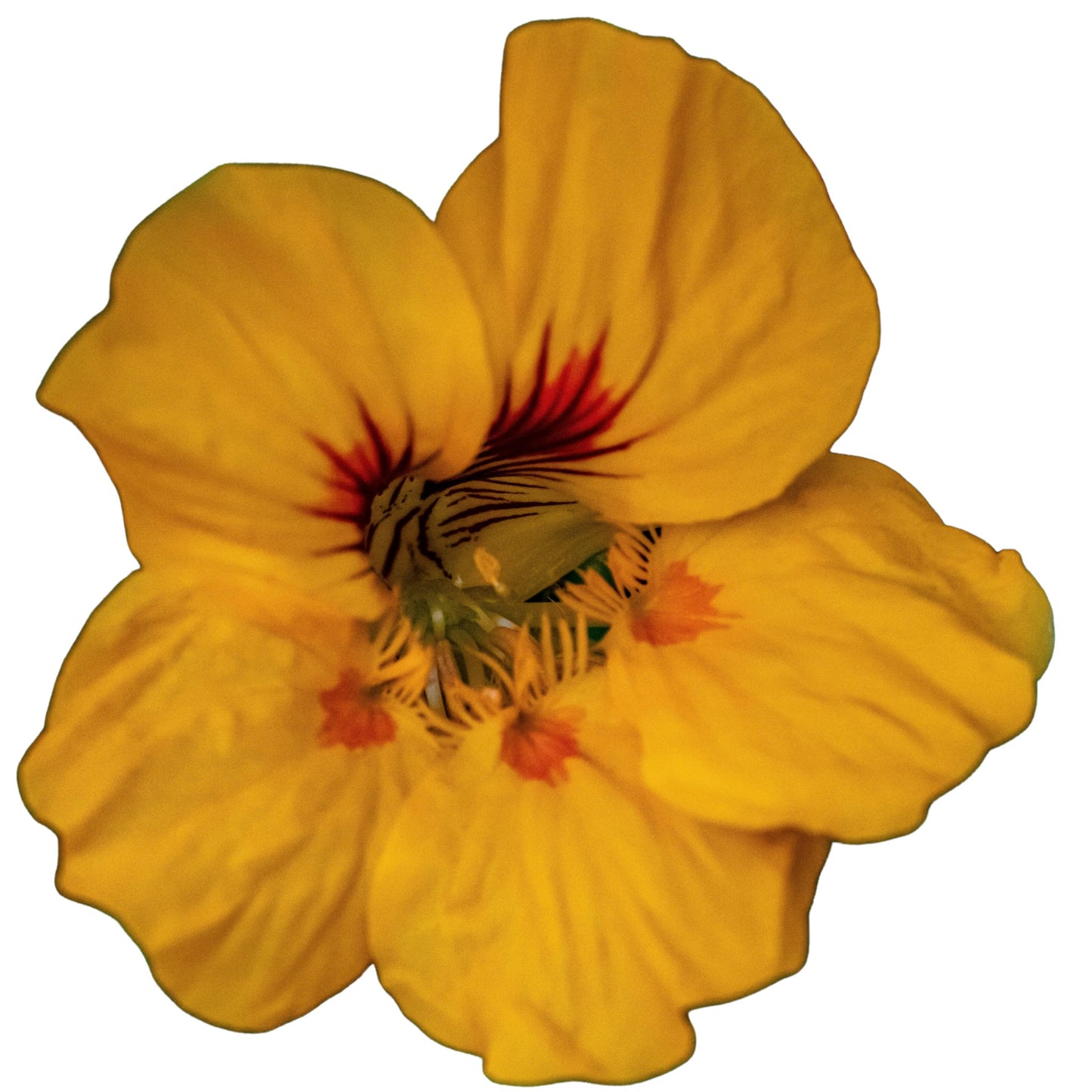 Nasturtium Golden Globe - 5 Seeds