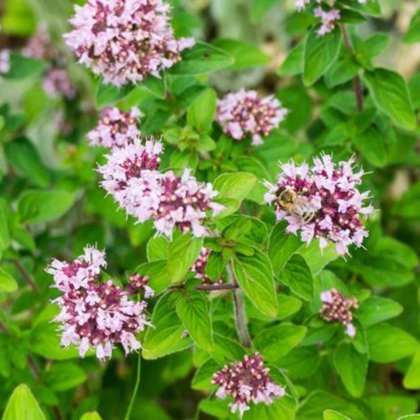 Oregano Wild Marjoram - 0.1 Gram