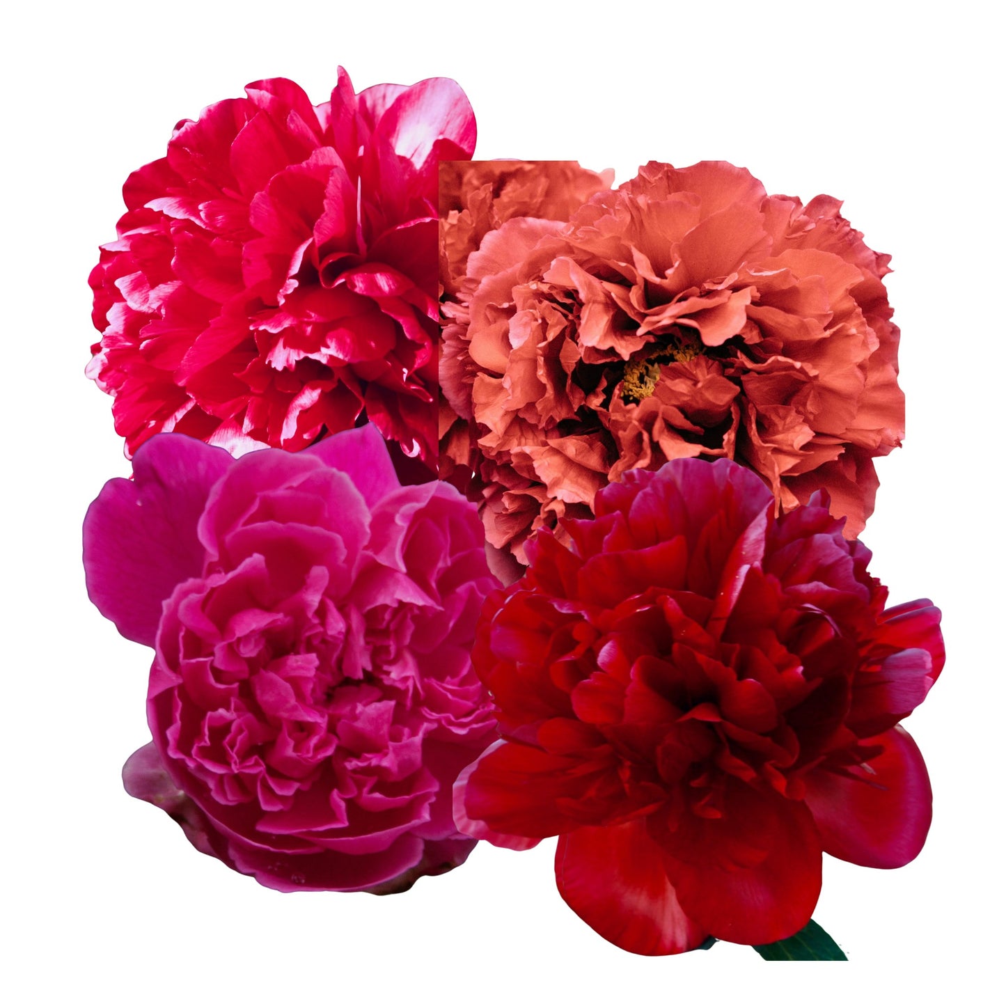 Papaver Paeoniflorum Double Mix - 0.1 Gram