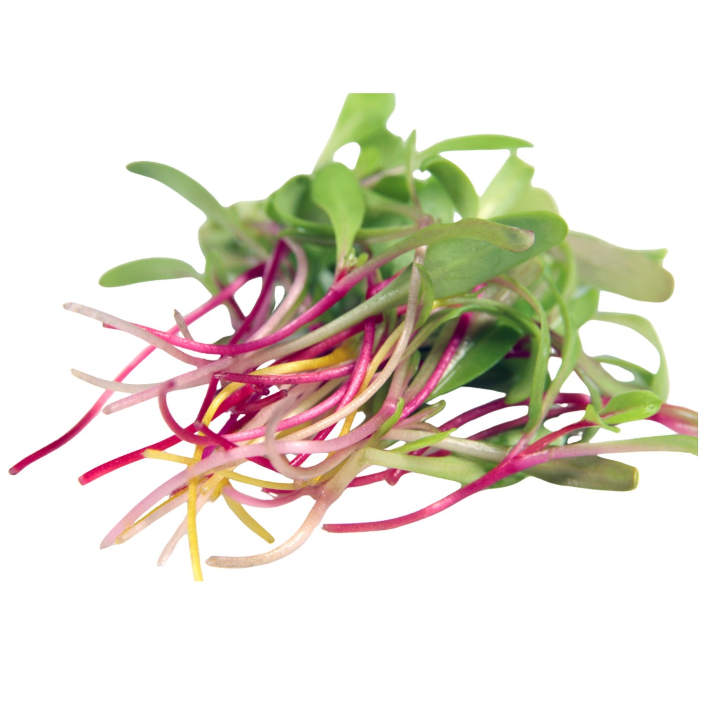 Rainbow Mix Beetroot Microgreen Seeds - 100 Seeds